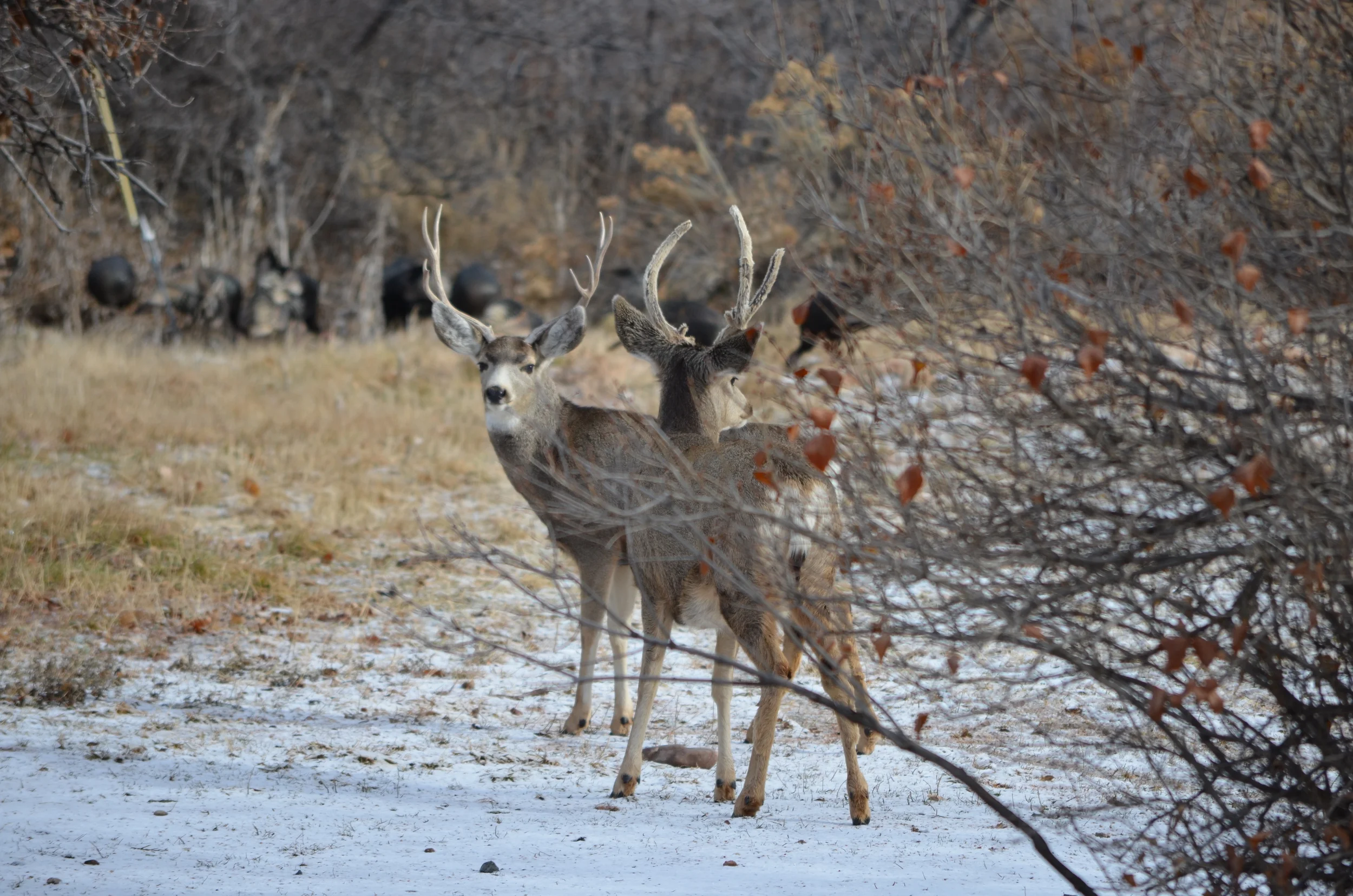 20141223_223 mule deer bucks in waterton canyon.JPG