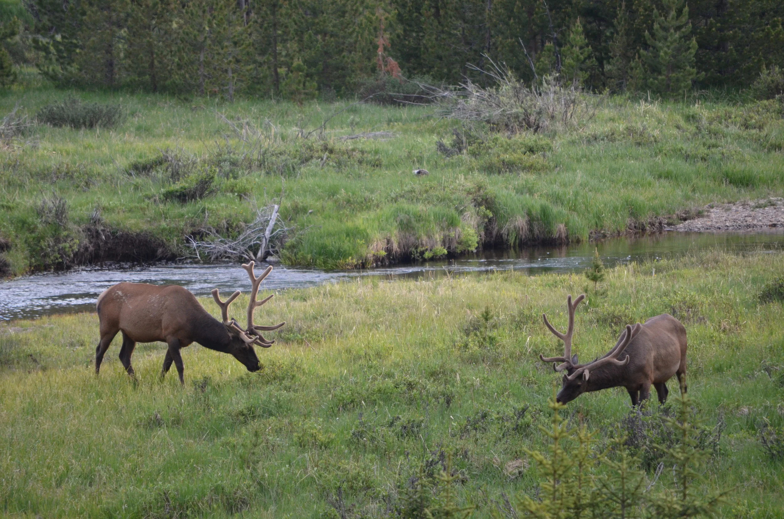 20120628_271 two elk.JPG