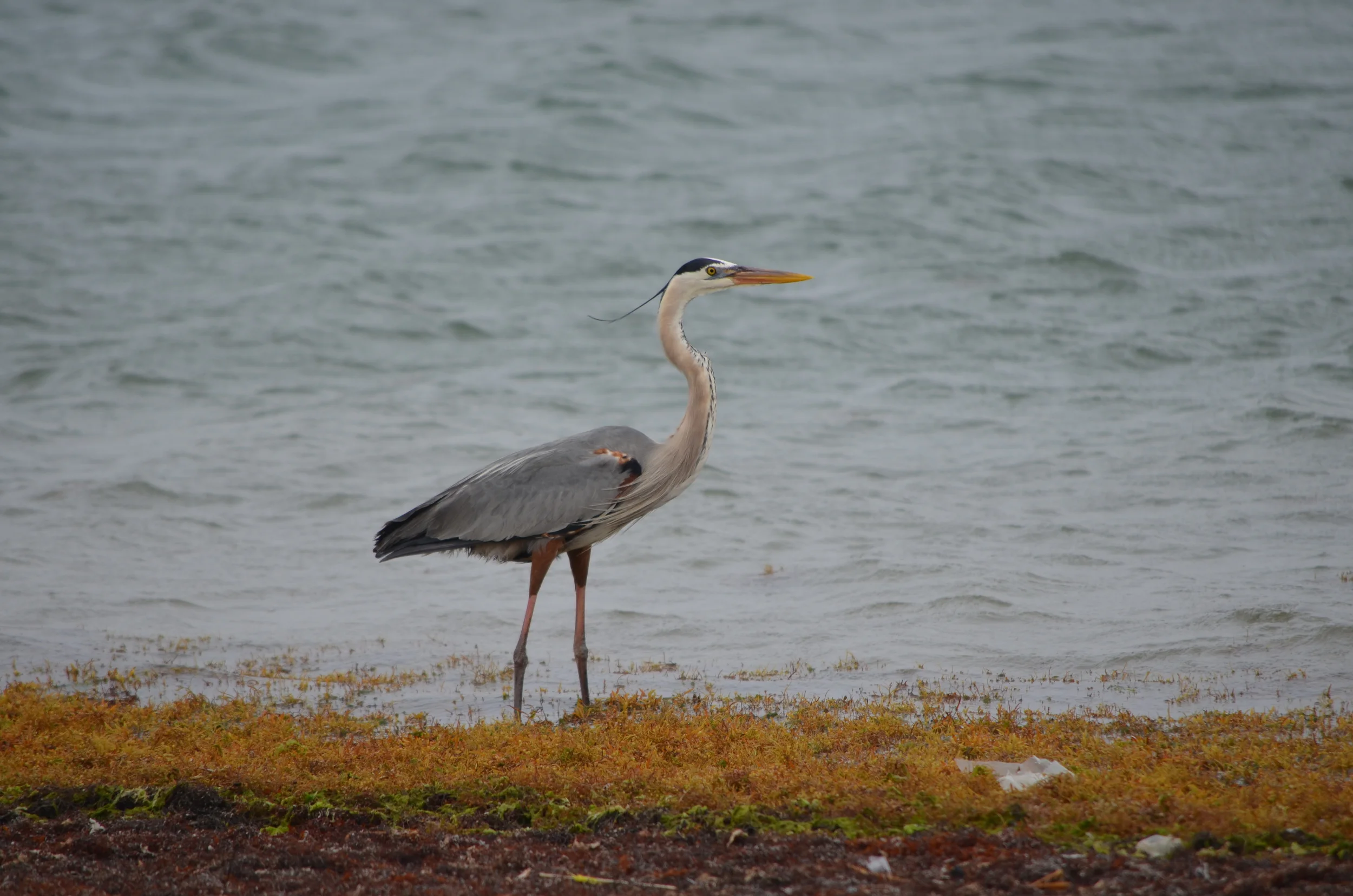 20140713_293 b heron.JPG