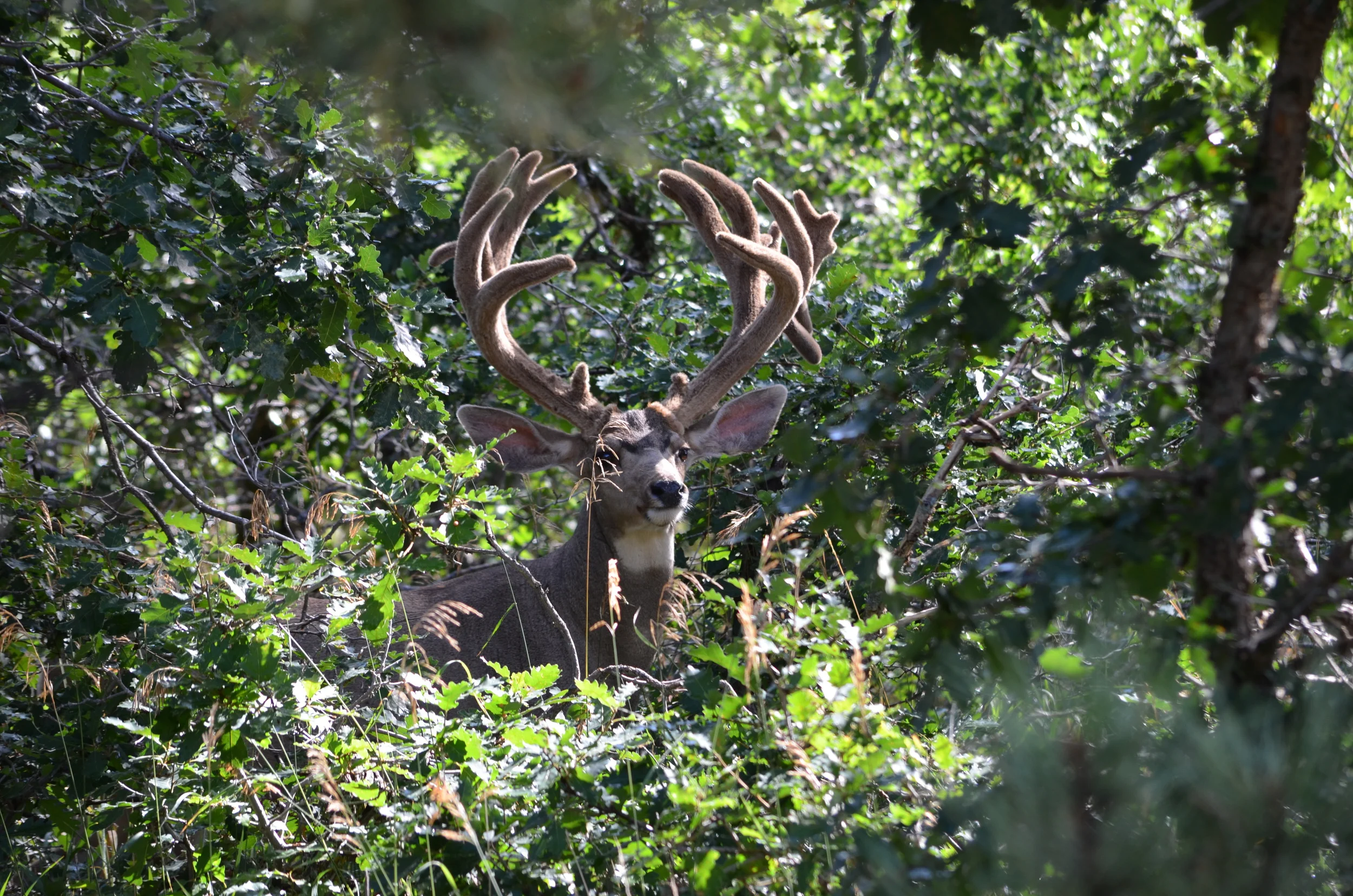 20140924_17 monster buck.JPG