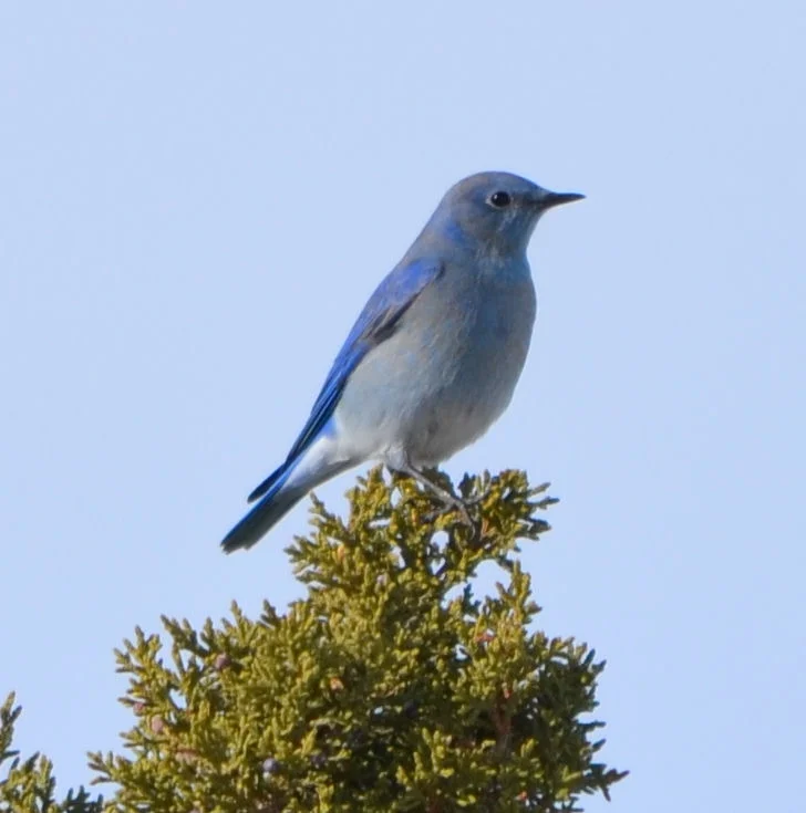 blue bird.jpg