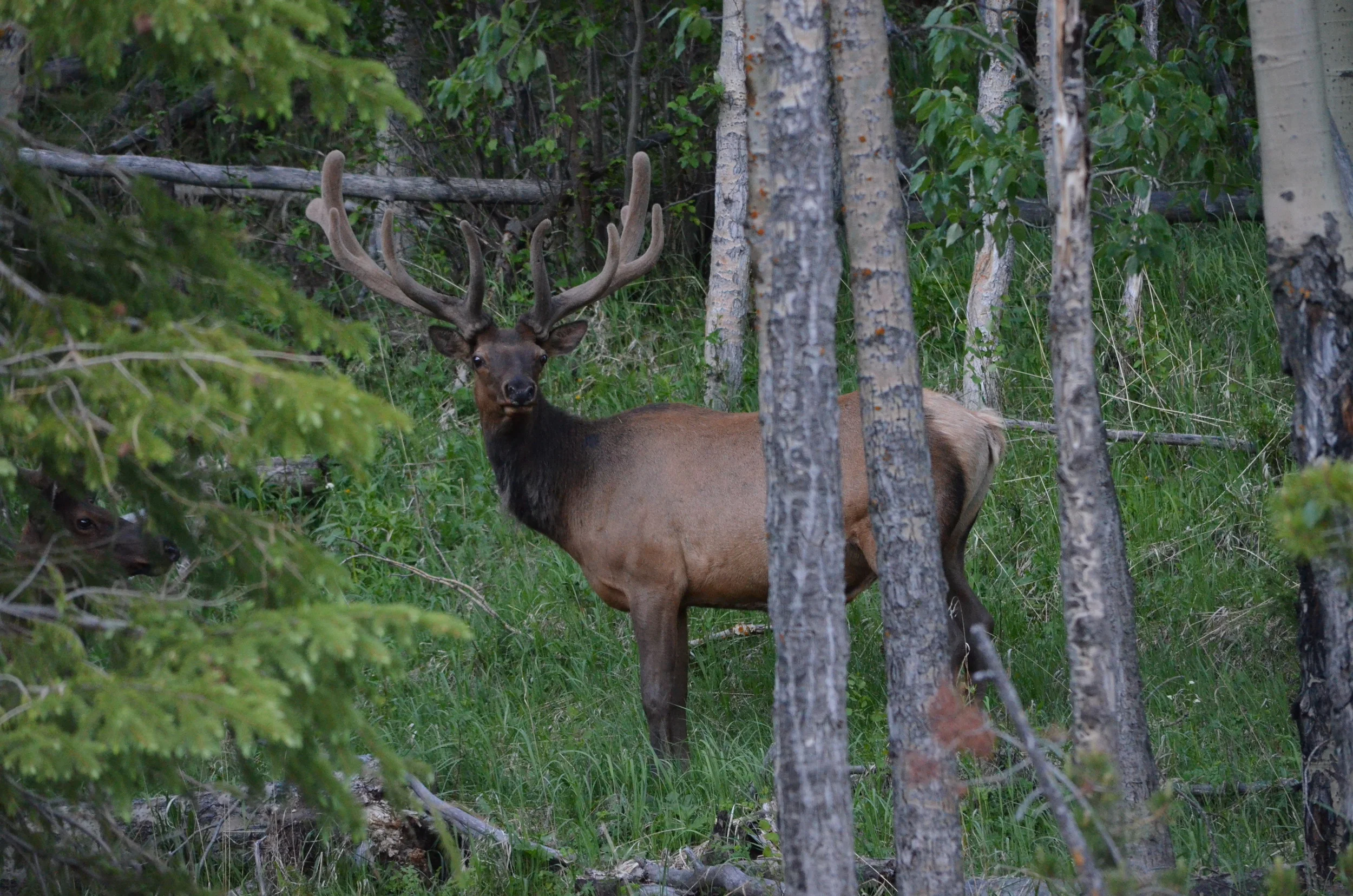 20120628_130 one elk.JPG