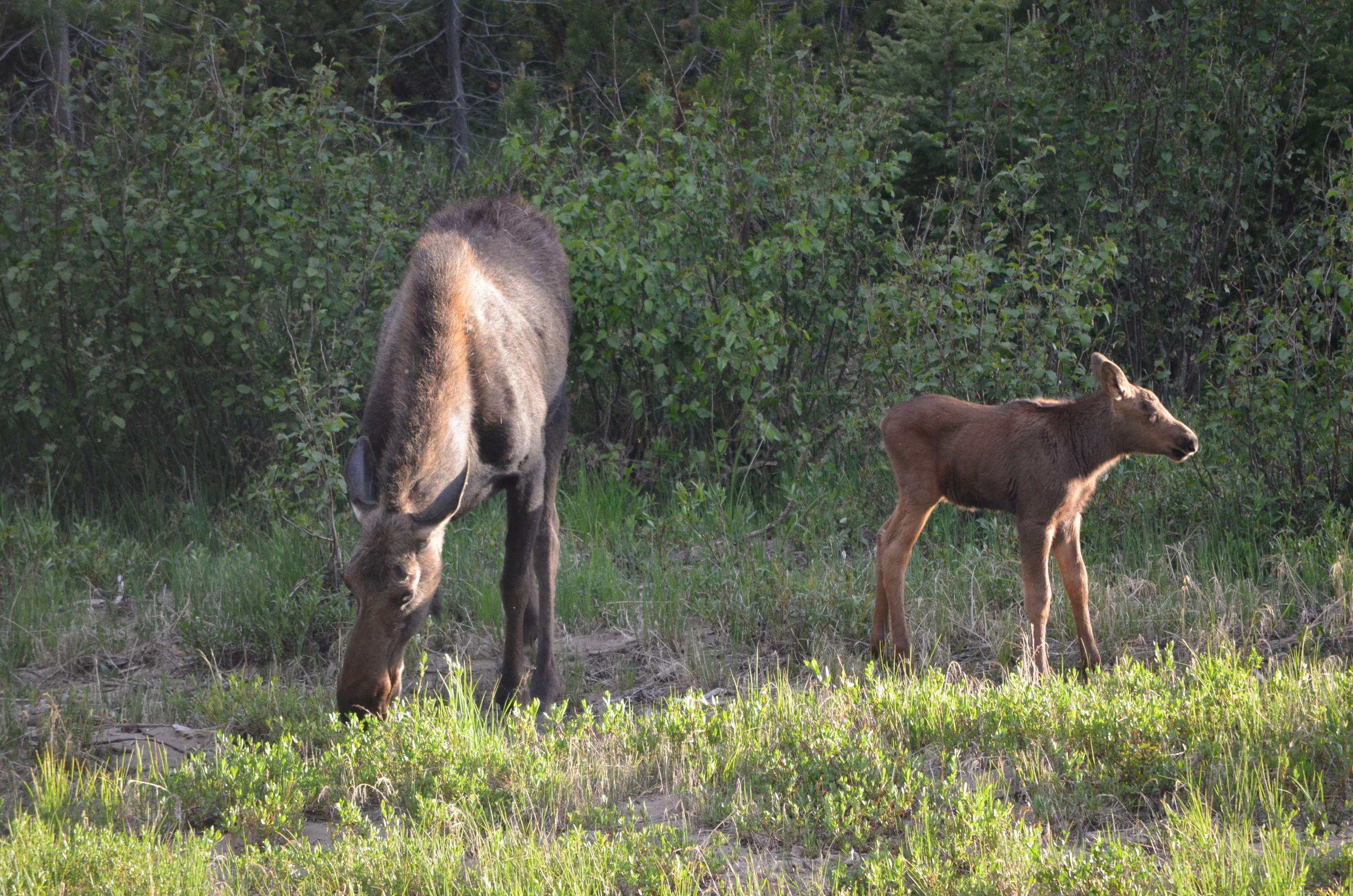 20120628_348 Rocy Mtn Park Moose Cow and Calf.JPG