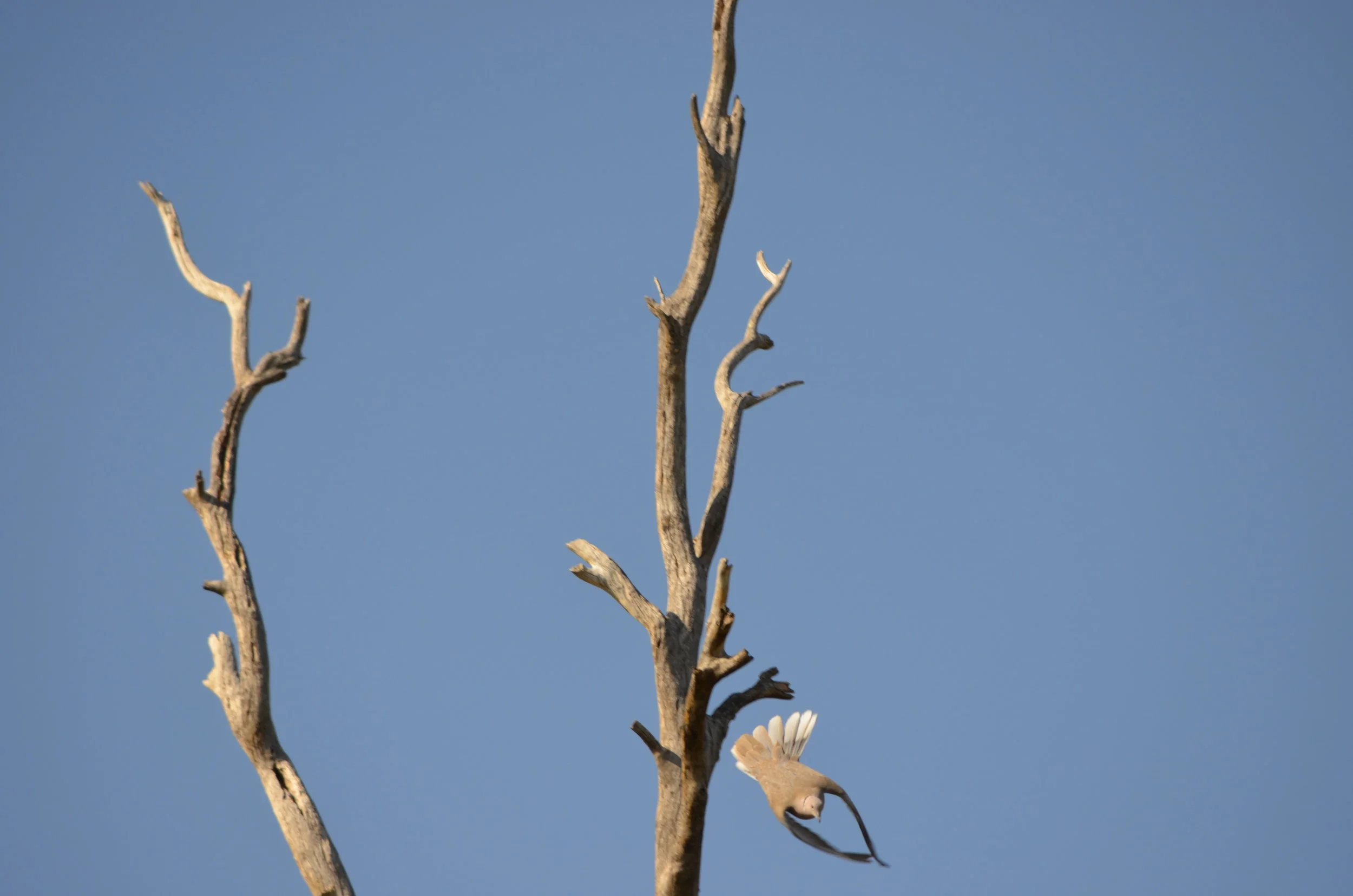 20140418_185 dove descent.JPG