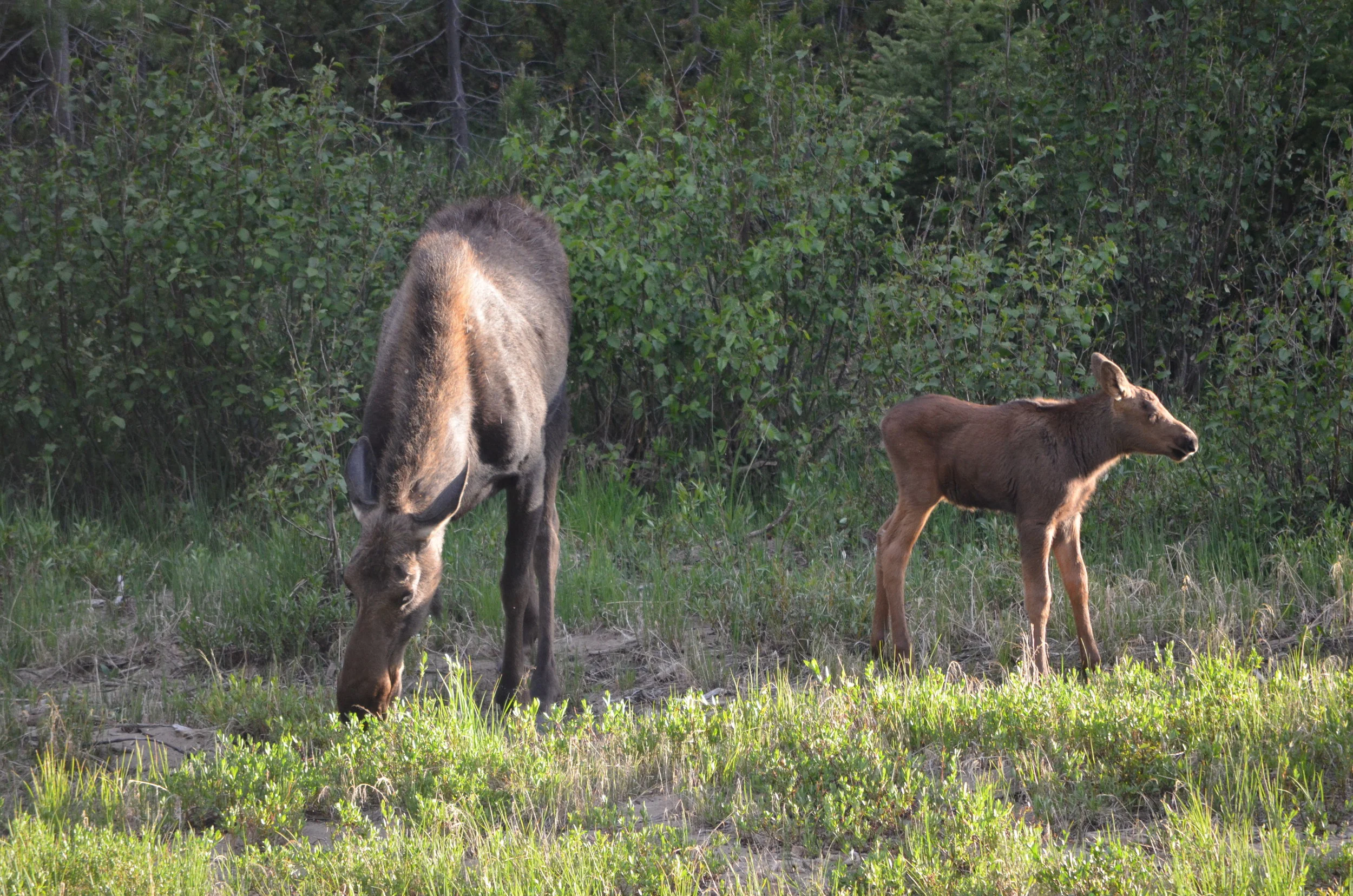20120628_348 Rocy Mtn Park Moose Cow and Calf.JPG