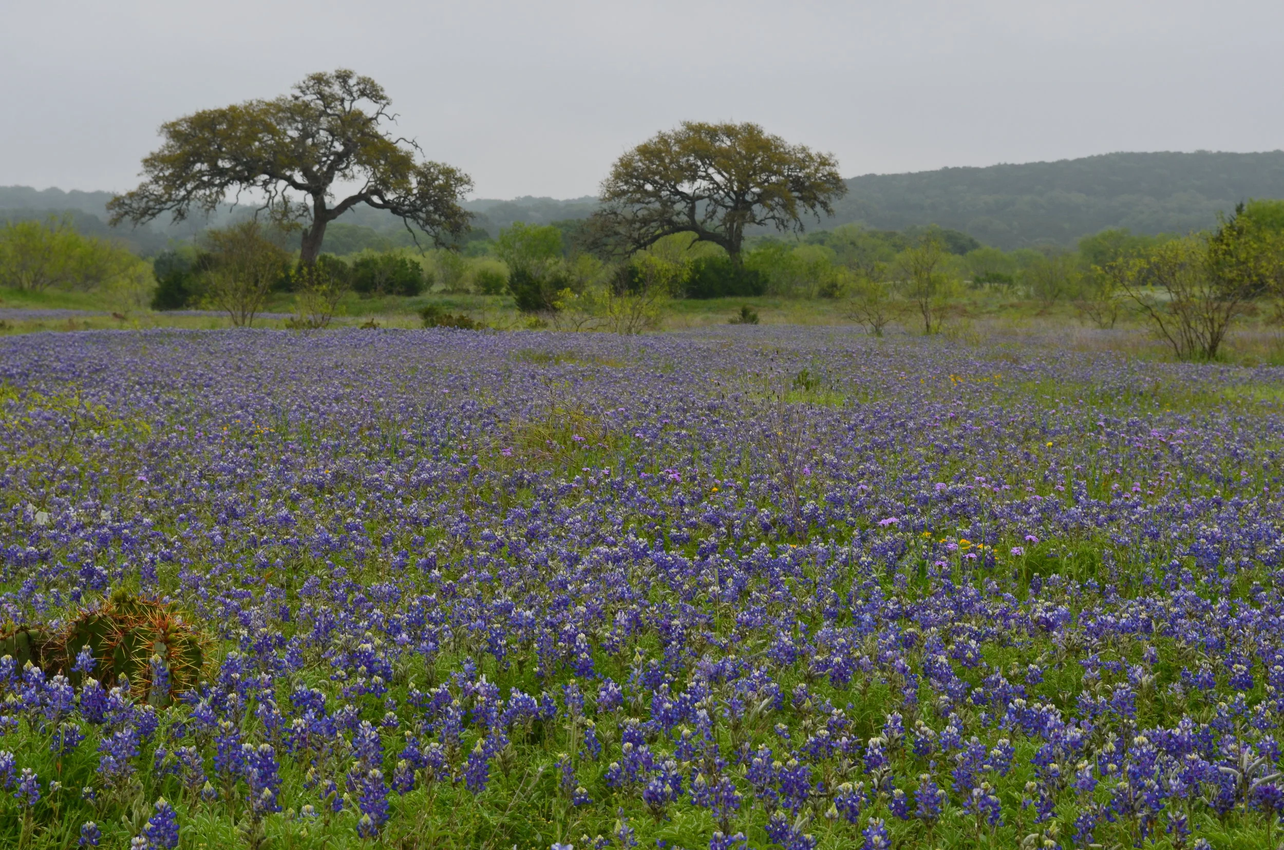 blue bonnets and oaks.JPG