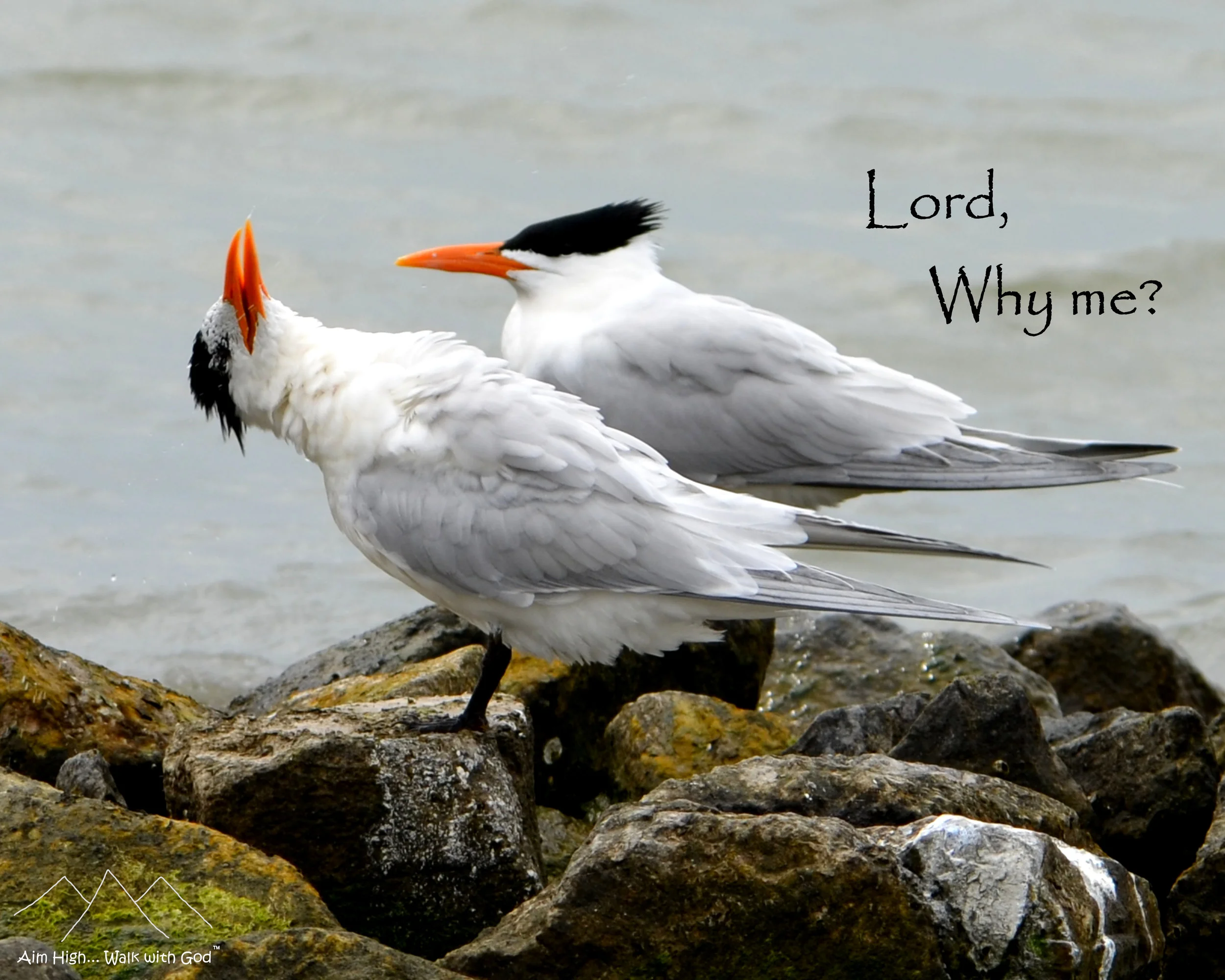 Royal Terns, Aransas National Wildlife Refuge, Texas
