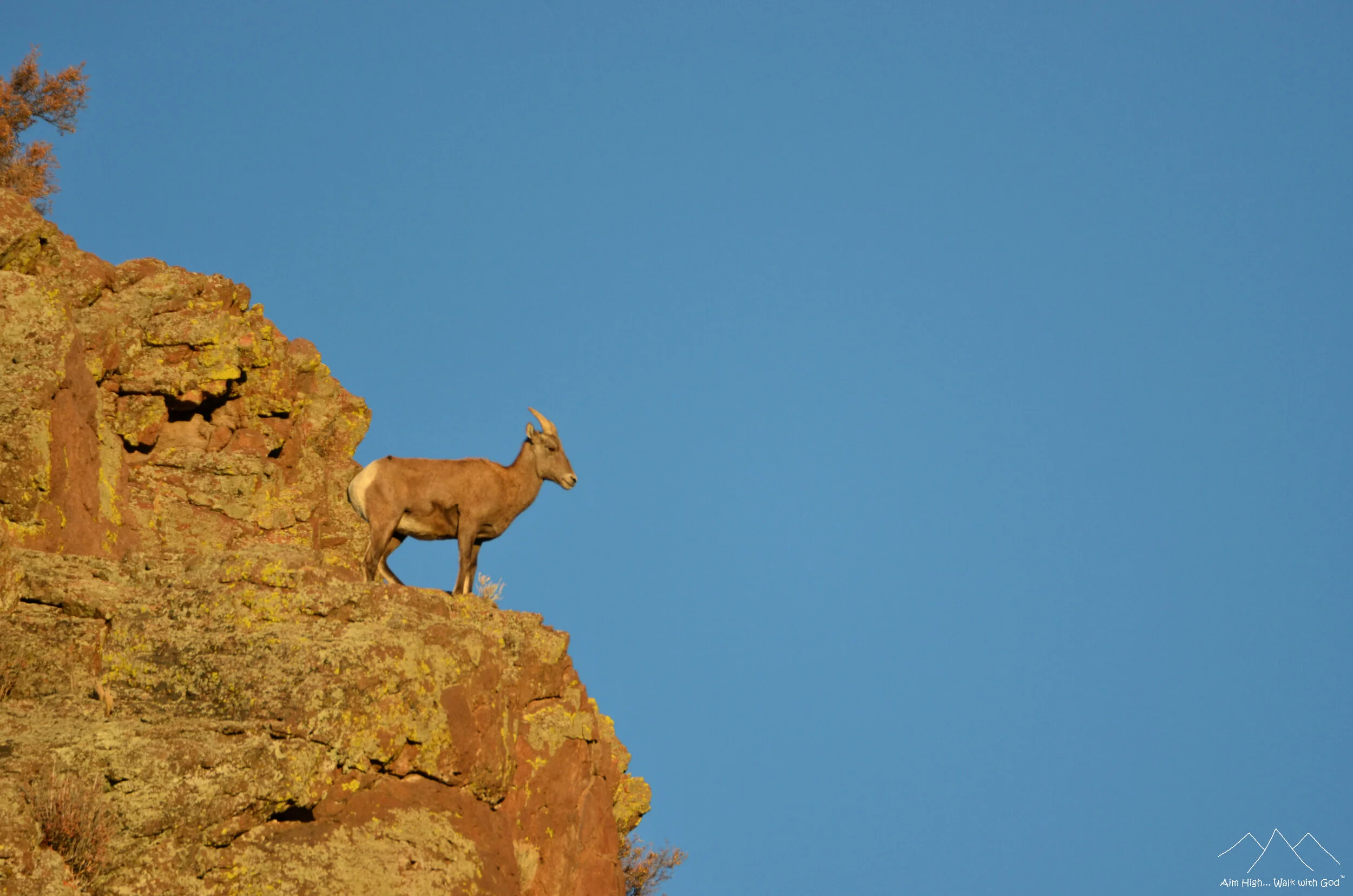 Rocky Mountain Big Horn Sheep Ewe, Castle Rock near Buena Vista, CO