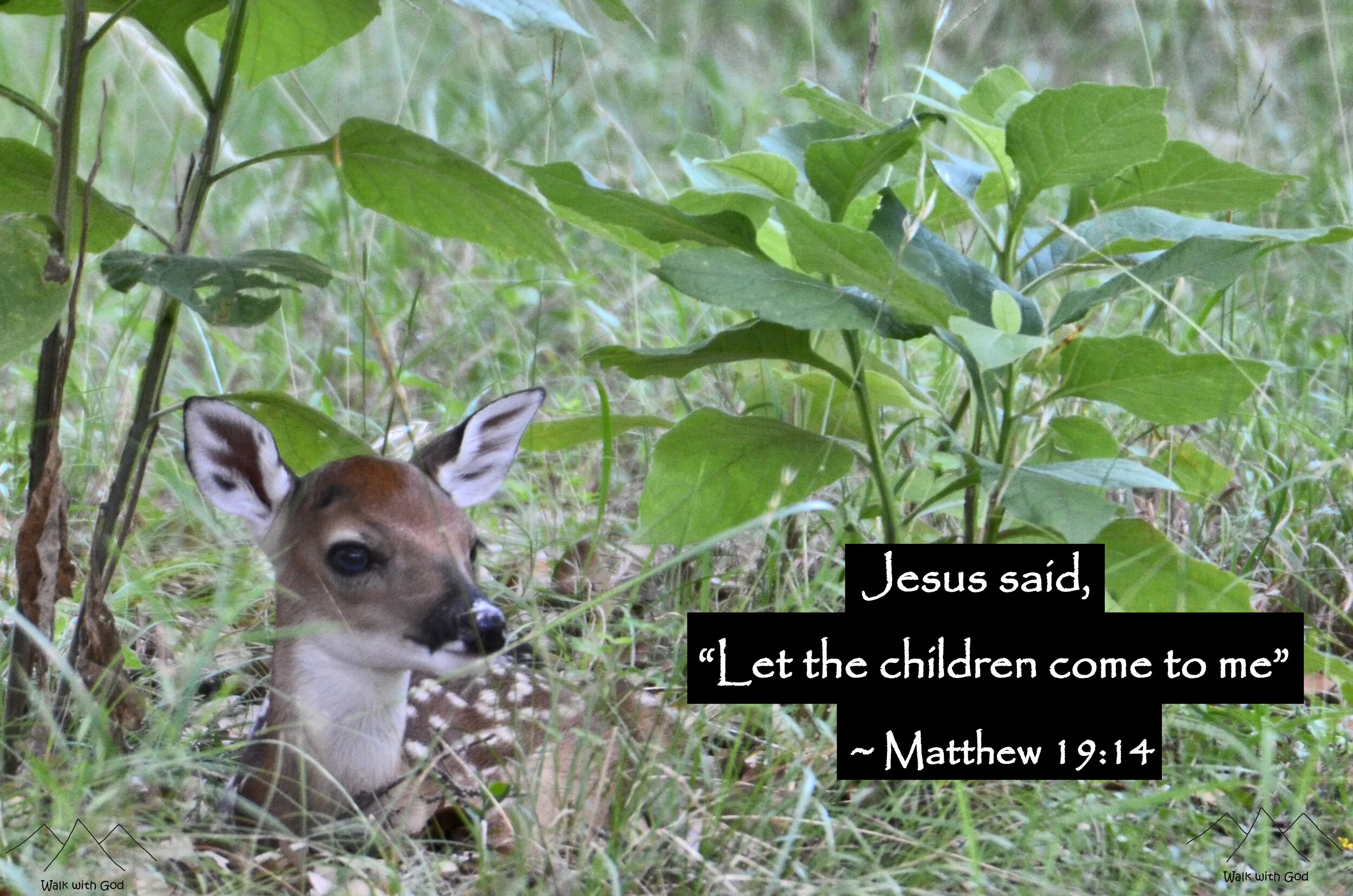White-tail deer fawn, Spring Branch, TX