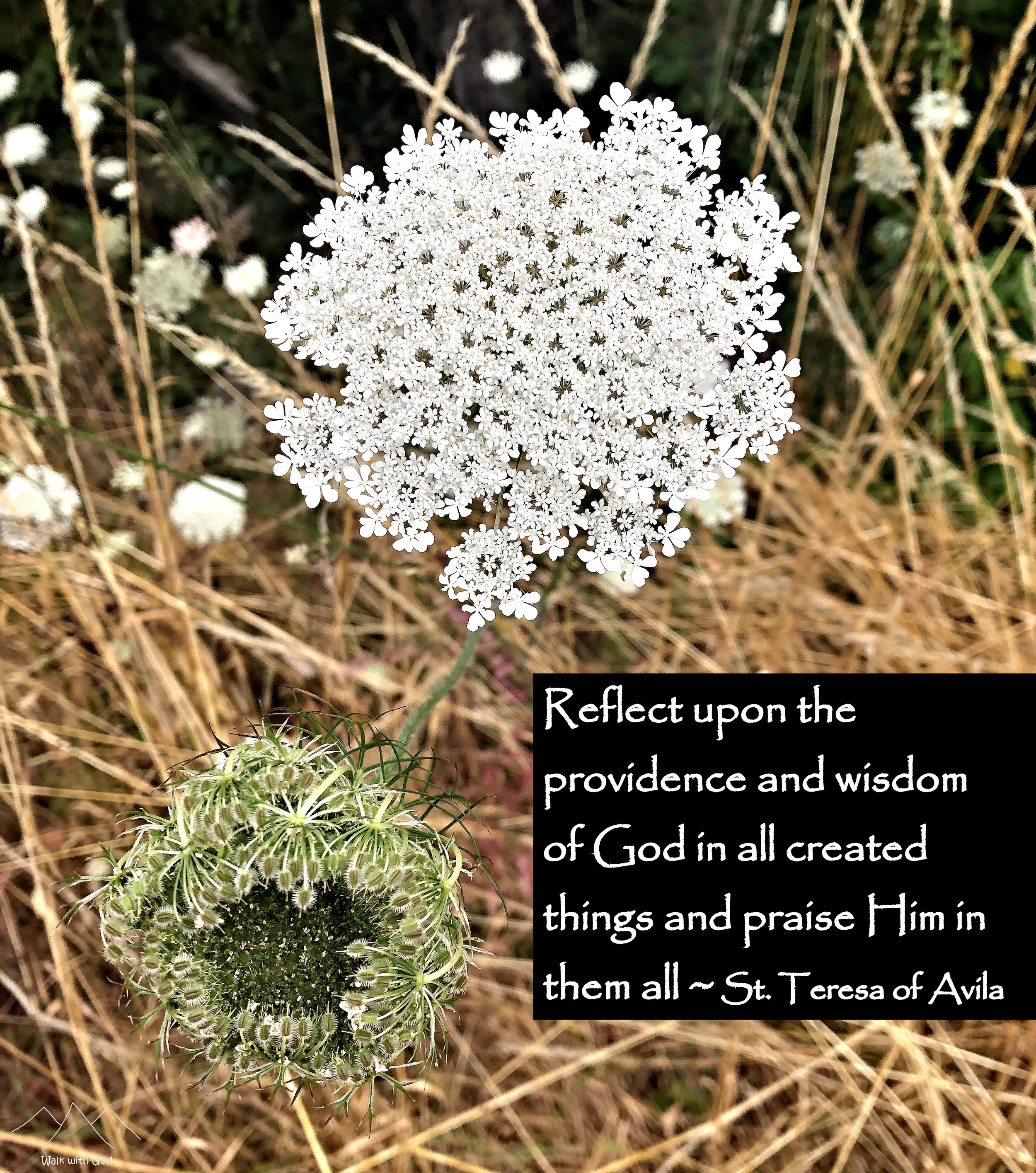 Queen Anne’s Lace, bud and flower, Olympia, WA