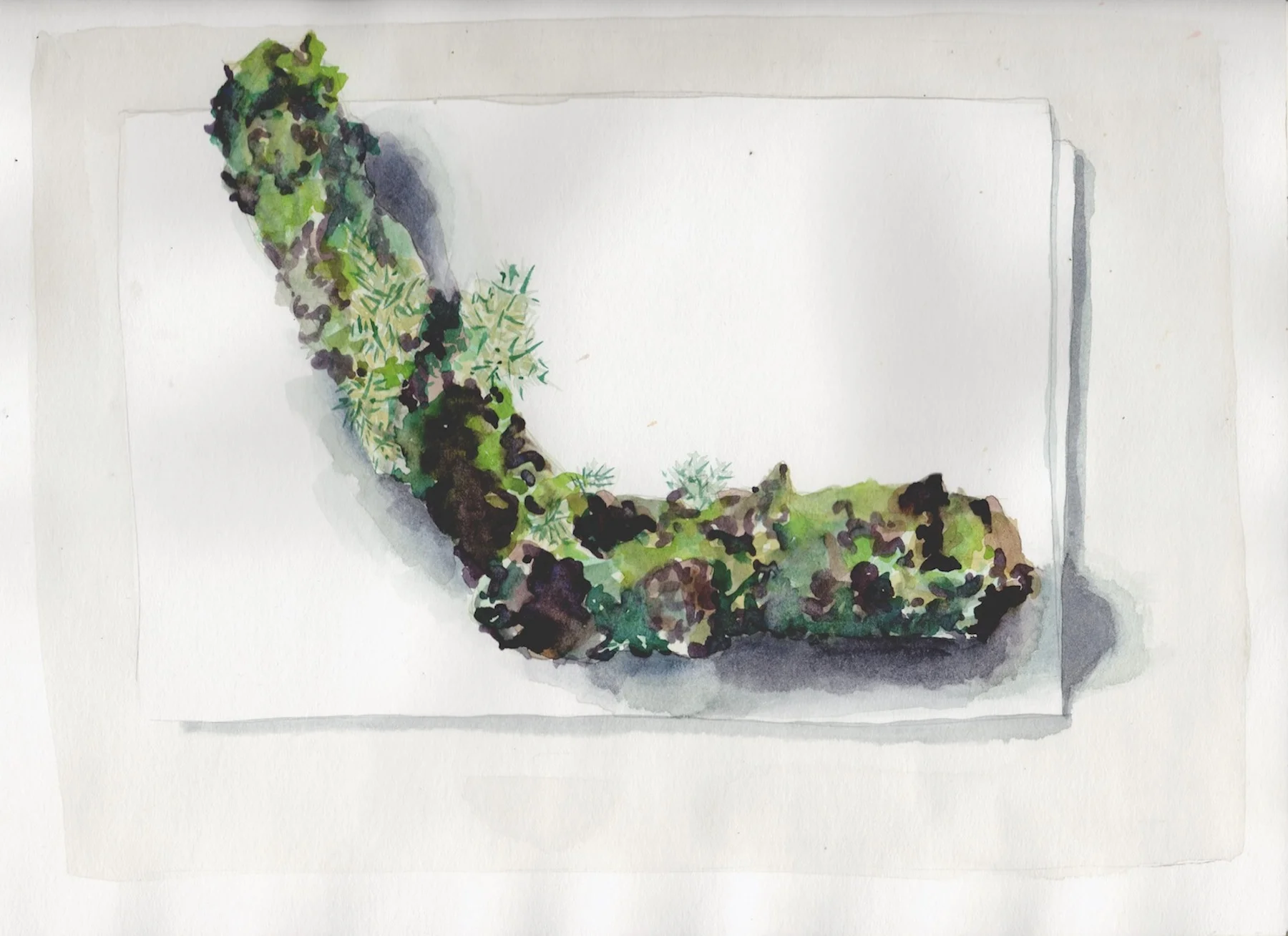 4 H. McQueen Mossy Branch, Boscastle .jpg