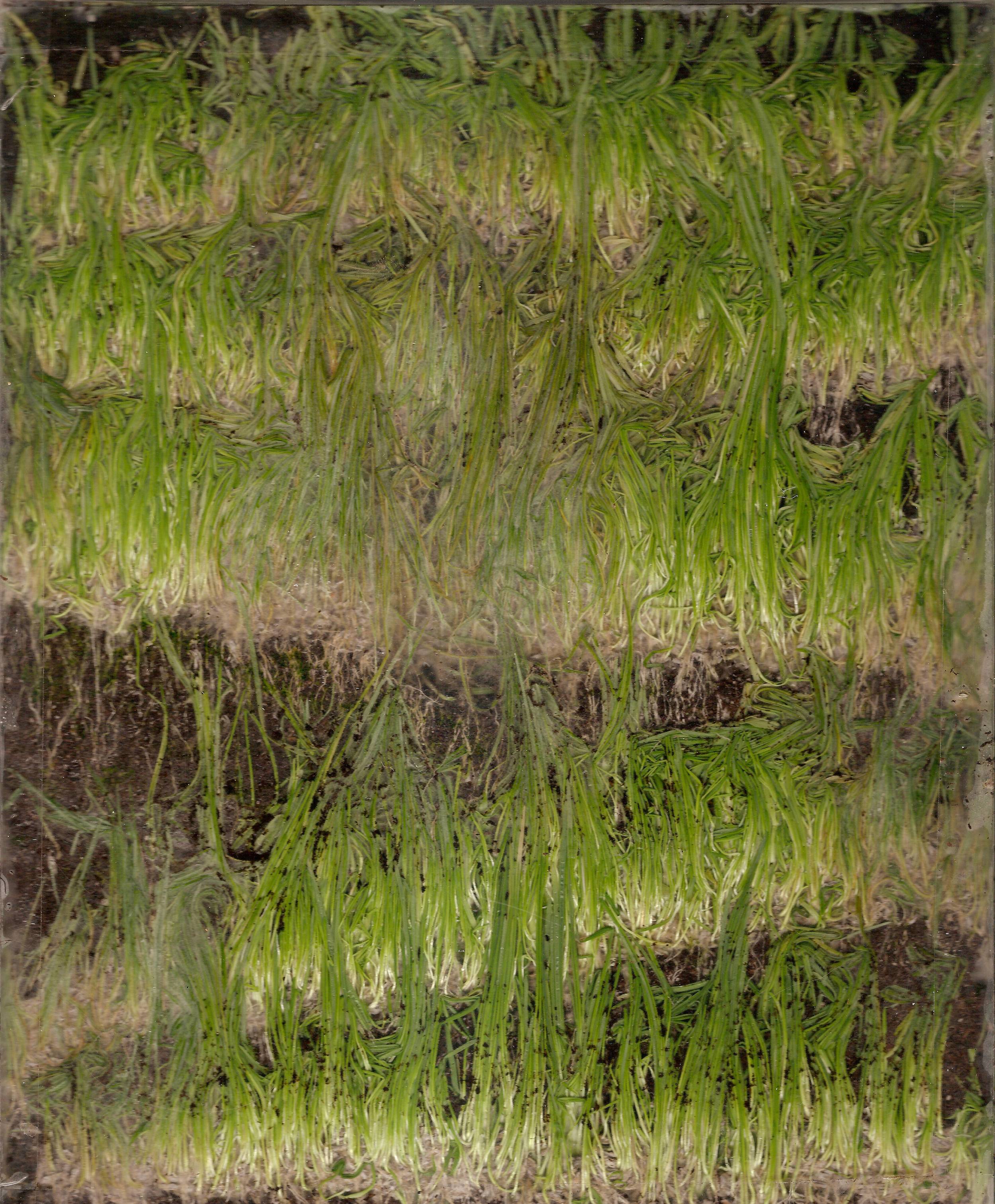  Plexiglass, Grass Seed, Soil  2013 