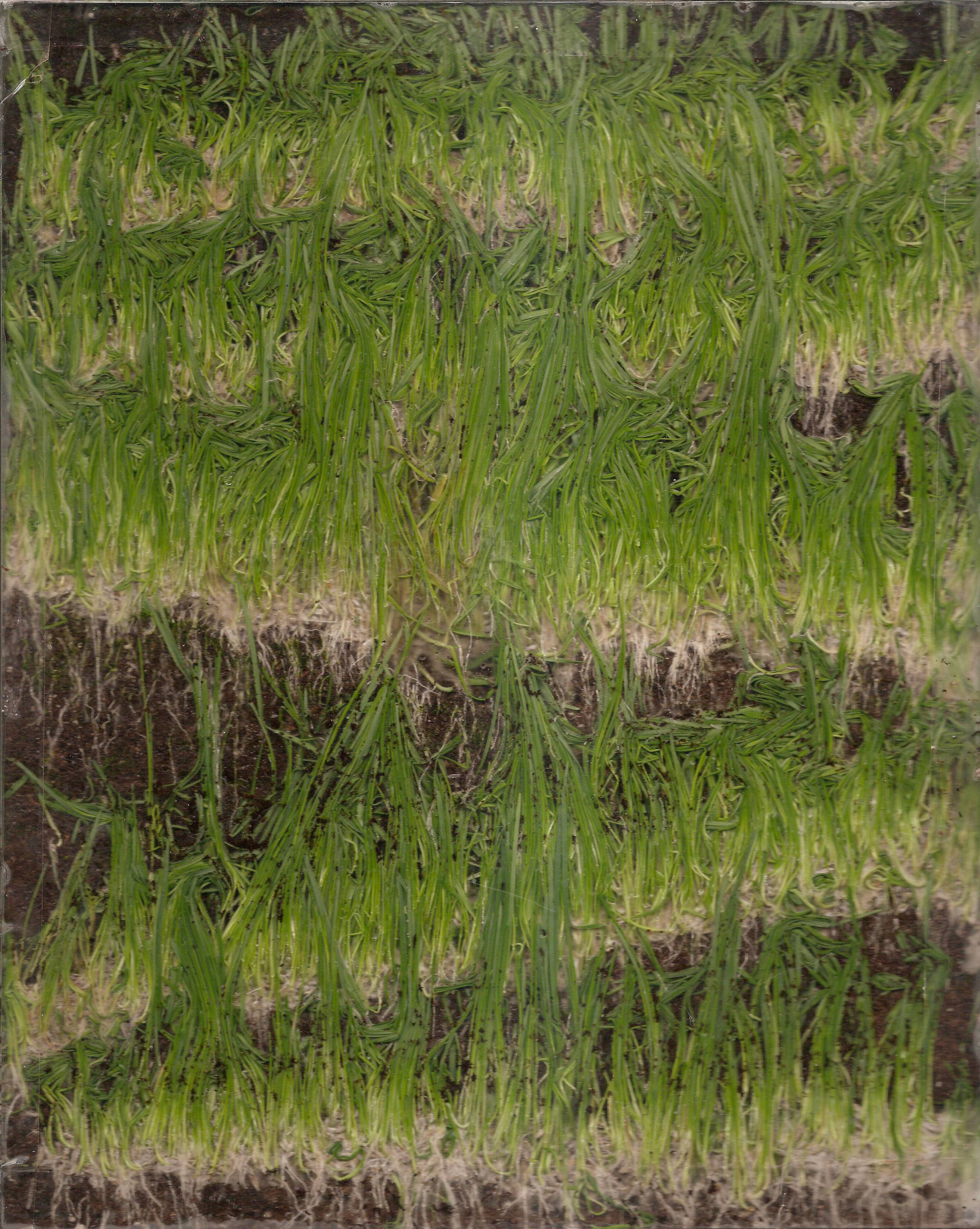  Plexiglass, Grass Seed, Soil  2013 