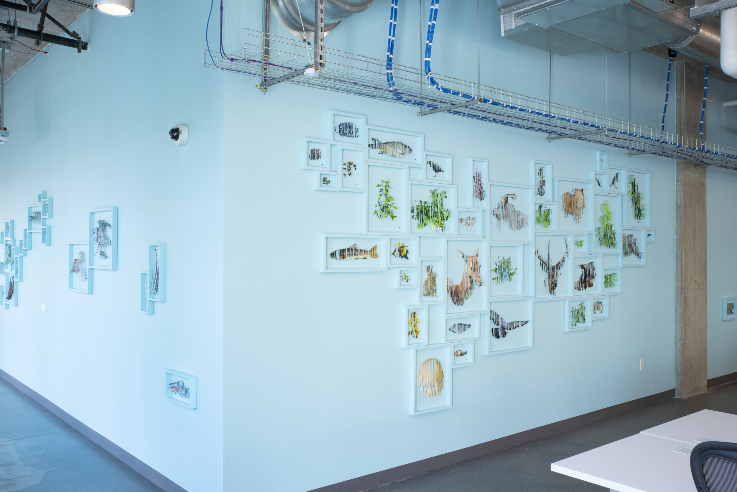  Pangea Revisited  2019  Photos on Paper, Shadowboxes, Insect Pins Dimensions Variable  Permanent installation for Facebook Offices, Seattle, WA. A newly imagined mapping of the global ecosystem. This piece was installed in two iterations: this first