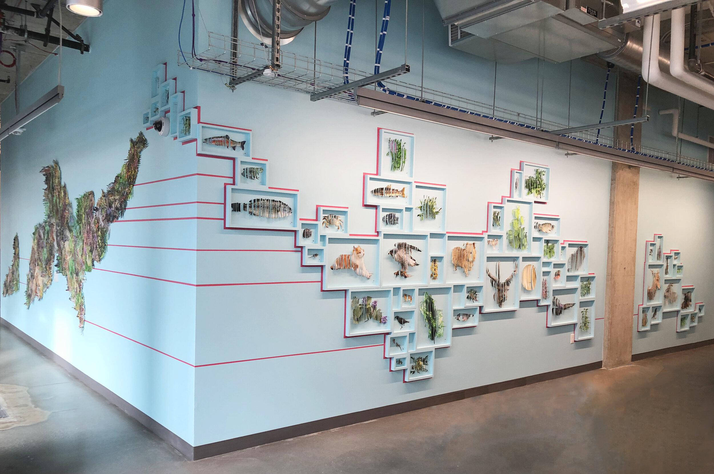  Pangea Revisited  Photos on Paper, Shadowboxes, Insect Pins   2019  Dimensions Variable  Permanent installation for Facebook Offices, Seattle. This second iteration features individual shadowboxes with an eighteen foot weaving of all species, accomp