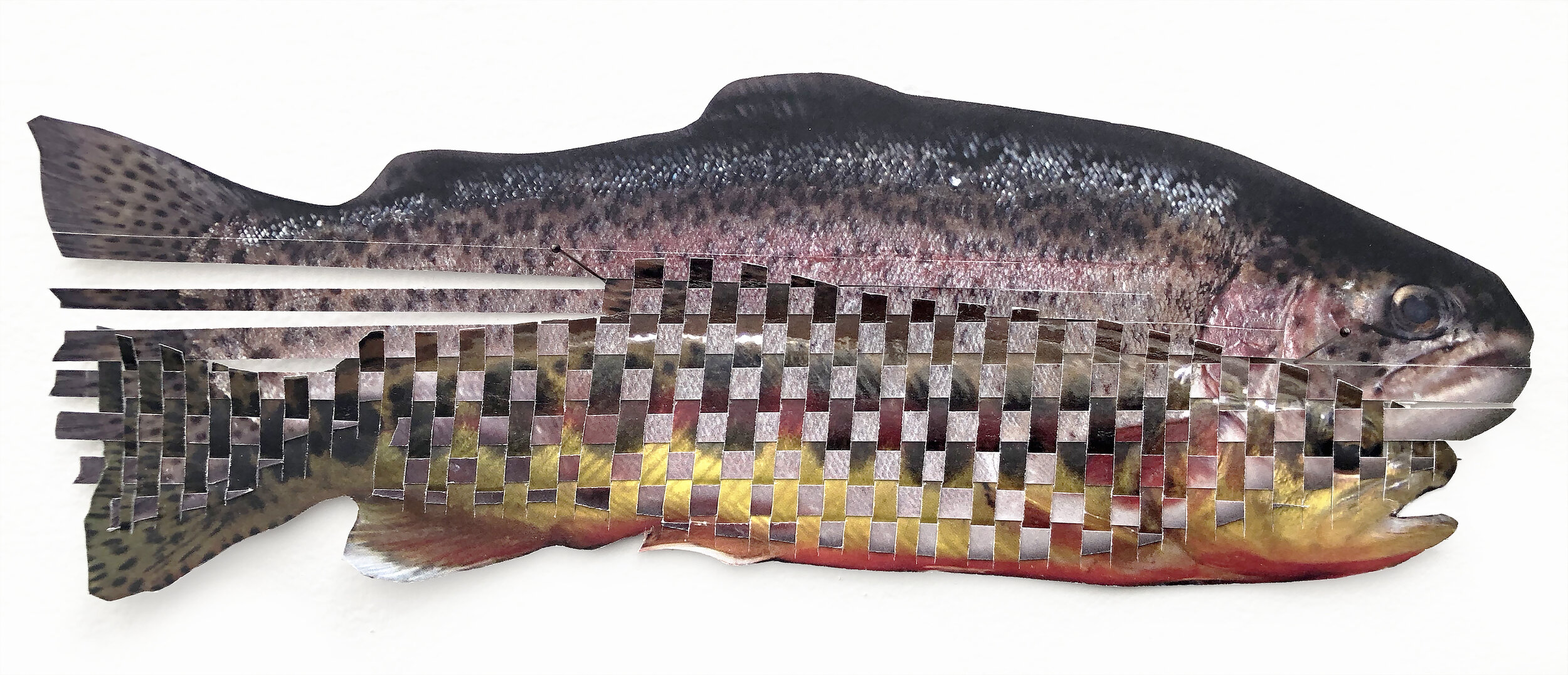  Absorption (Goldbow Trout)   2020   Photos on paper (Golden trout, rainbow trout)  5” x 12” (other dimensions variable)  The golden trout is an endangered subspecies of fish endemic to the United States. Its decline is spurred by the accidental intr