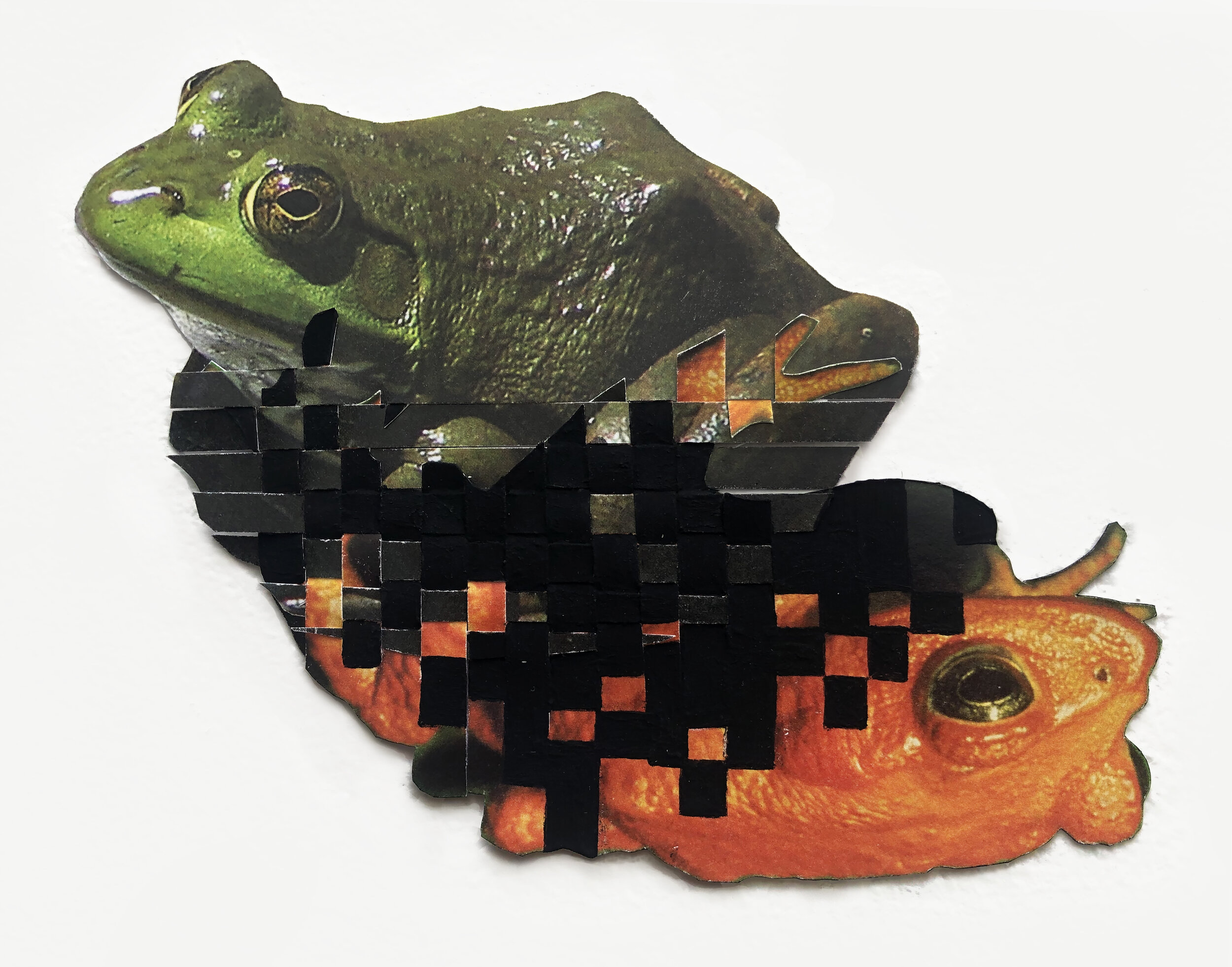    Ambiguous Losses   2020   Photos on paper, black paint   5.5” x 6.5”   other dimensions variable  In the late 1970’s amphibians around the world began to die off for mysterious reasons, contributing to dramatic population declines and extinctions 