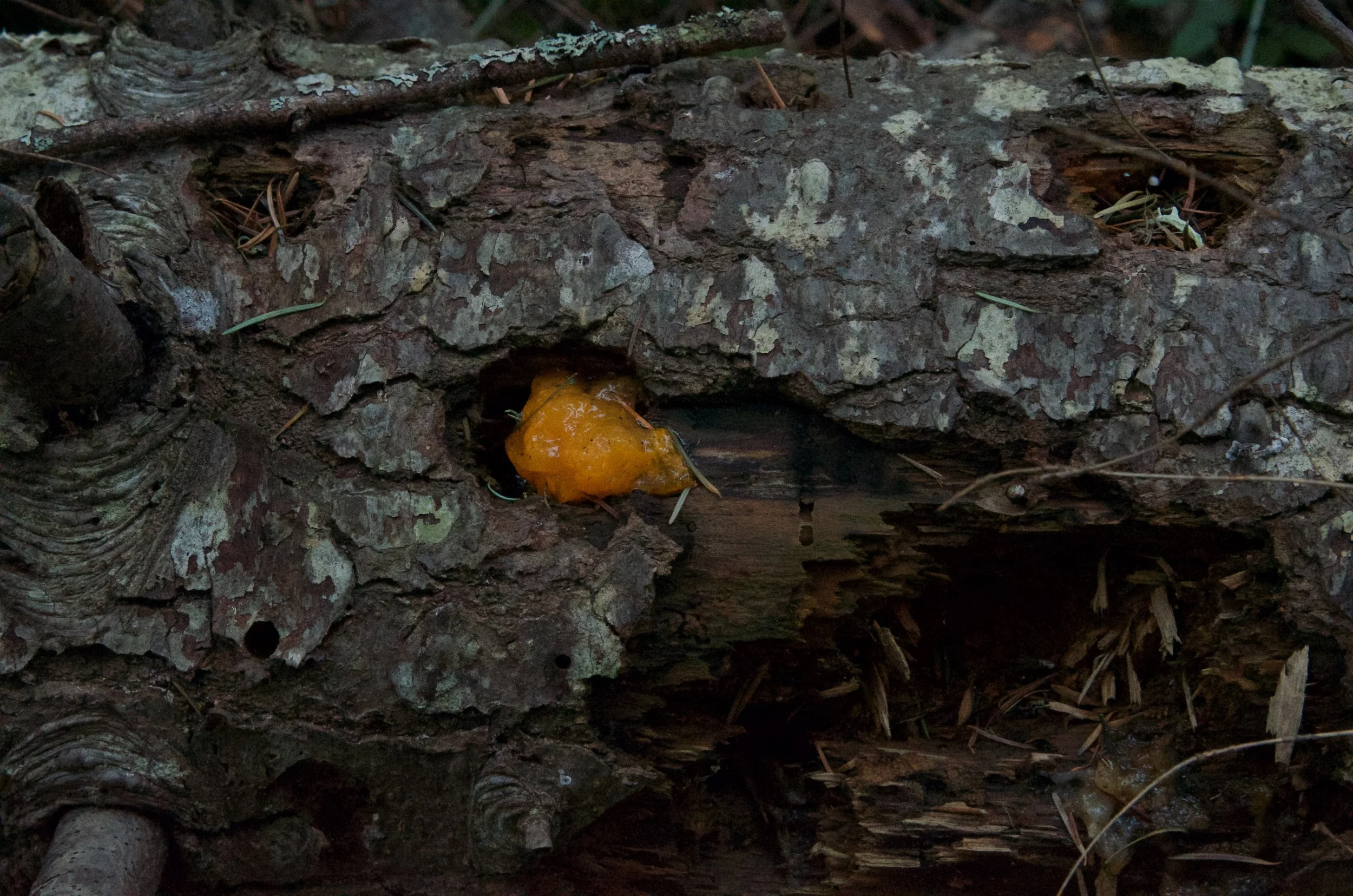 "Mmmm...witch's butter..."