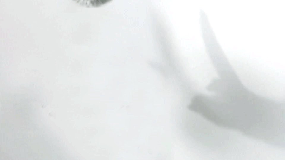 taylor bryant animateseverything11.gif