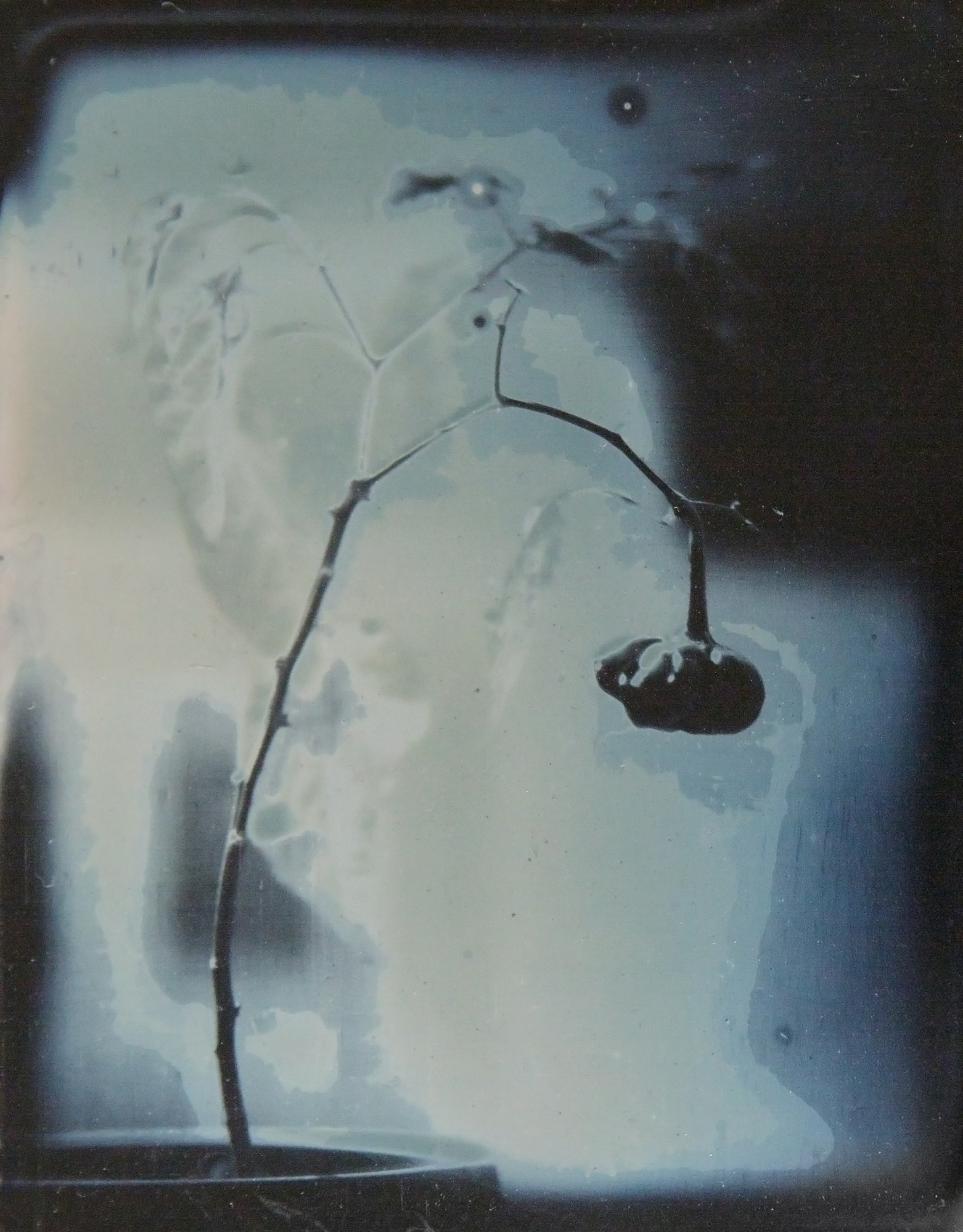 Dafna_Gazit,_Bell_Pepper,_Daguerreotype,_11X9cm,_2013.jpg