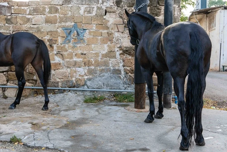 קבר שייח סלמה אבו האשם.jpg