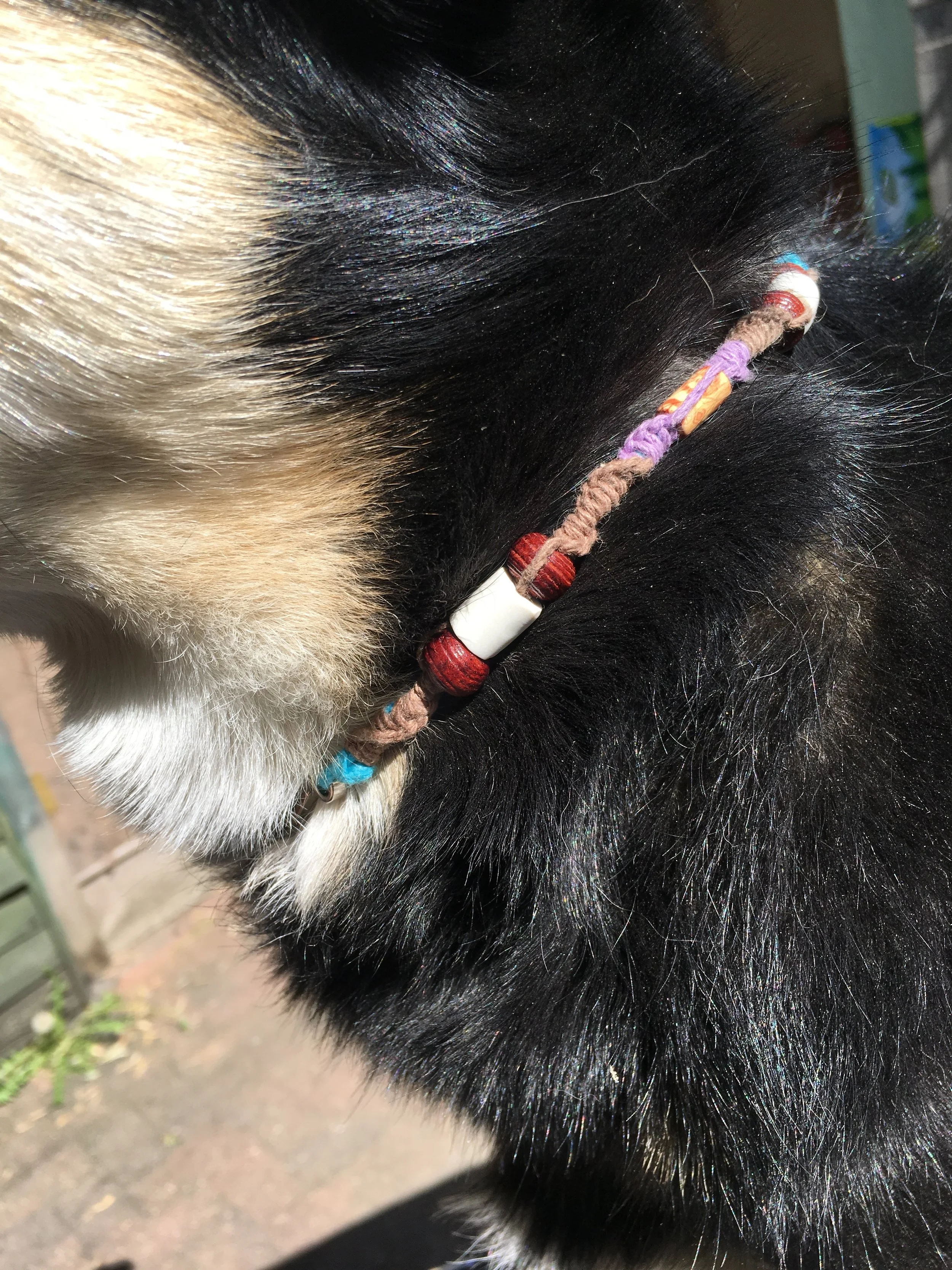anti tick collar for dogs
