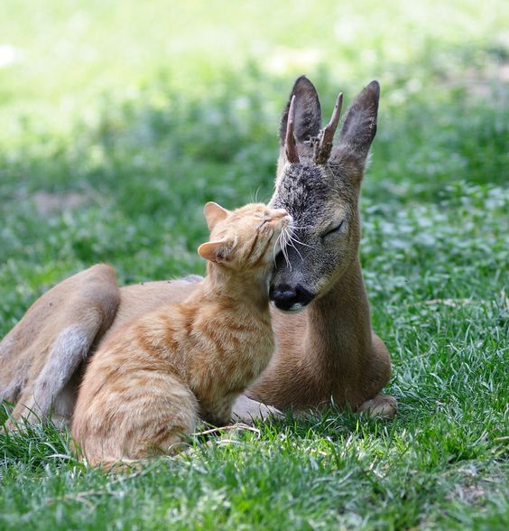 cat and dear helping each other.jpg