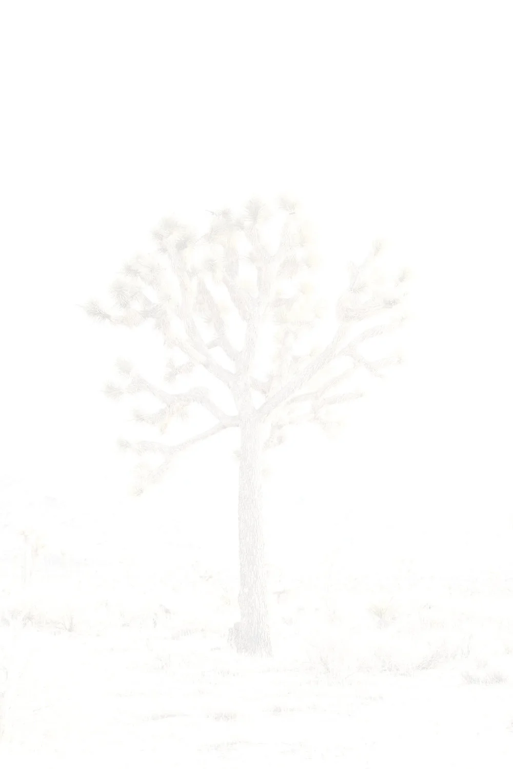 Untitled,+Joshua+Tree.jpg
