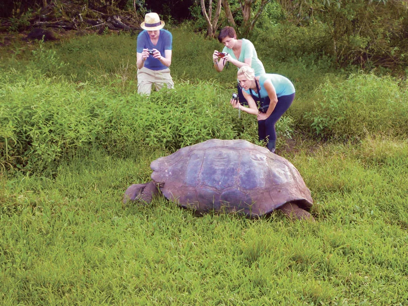 Giant Tortoises in the wild on Santa Cruz