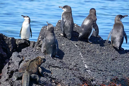 Galapagos Penguins at Elizabeth Bay, Isabela Photo © Stefan Tucker