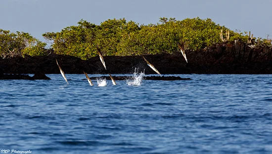 Blue-footed Boobie feeding frenzy Photo © Isaac Pessah