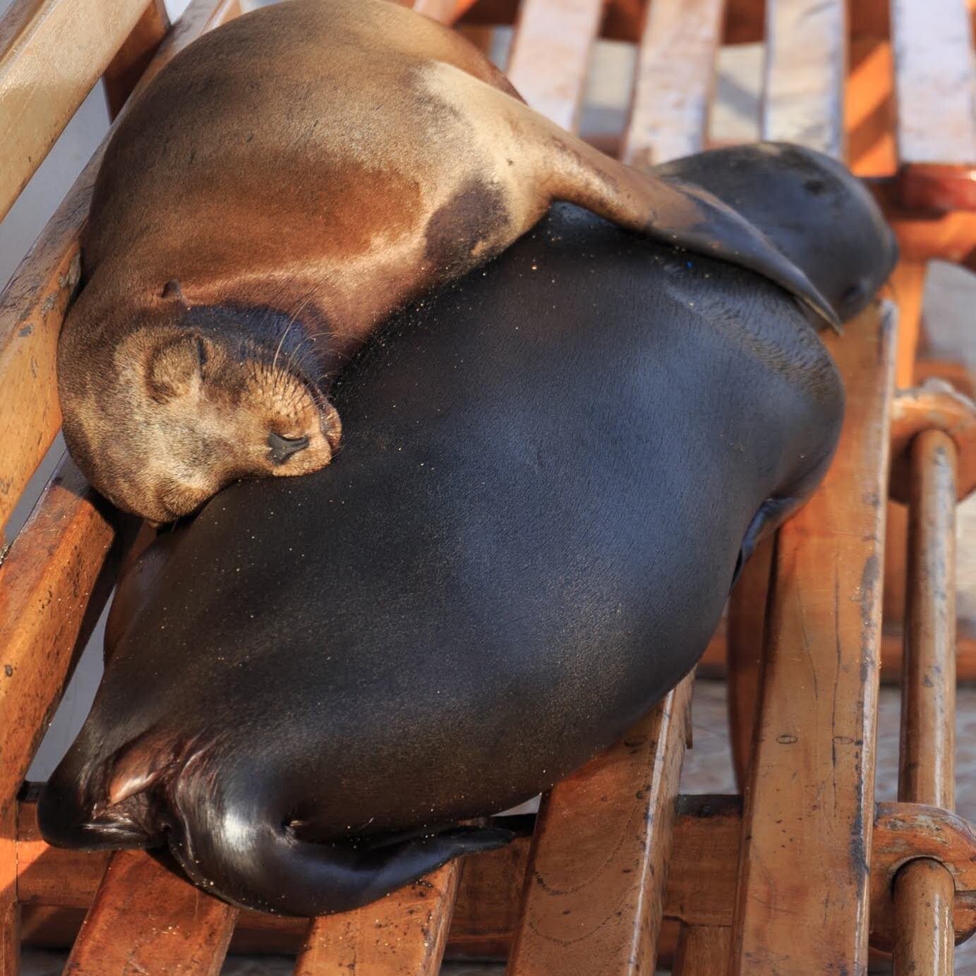 Napping on public benches at Puerto Ayora&rsquo;s municipal dock, these sea lions are oblivious to all the humans around them. 
#galapagos #wildlife #sealions #integritygalapagos #luxurycruise 

Photo courtesy of INTEGRITY guest Rory L.