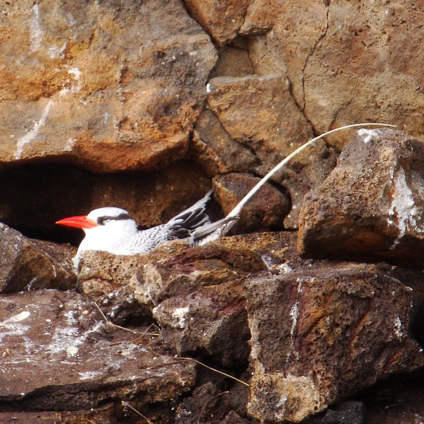 The Red-billed Tropicbird can be found nesting in cracks and holes in cliffs throughout the islands. 
#galapagos #wildlife #birdphotography #birdsofinstagram #integritygalapagos #luxurycruise 

Photo courtesy of INTEGRITY Naturalist Patricia Stucki