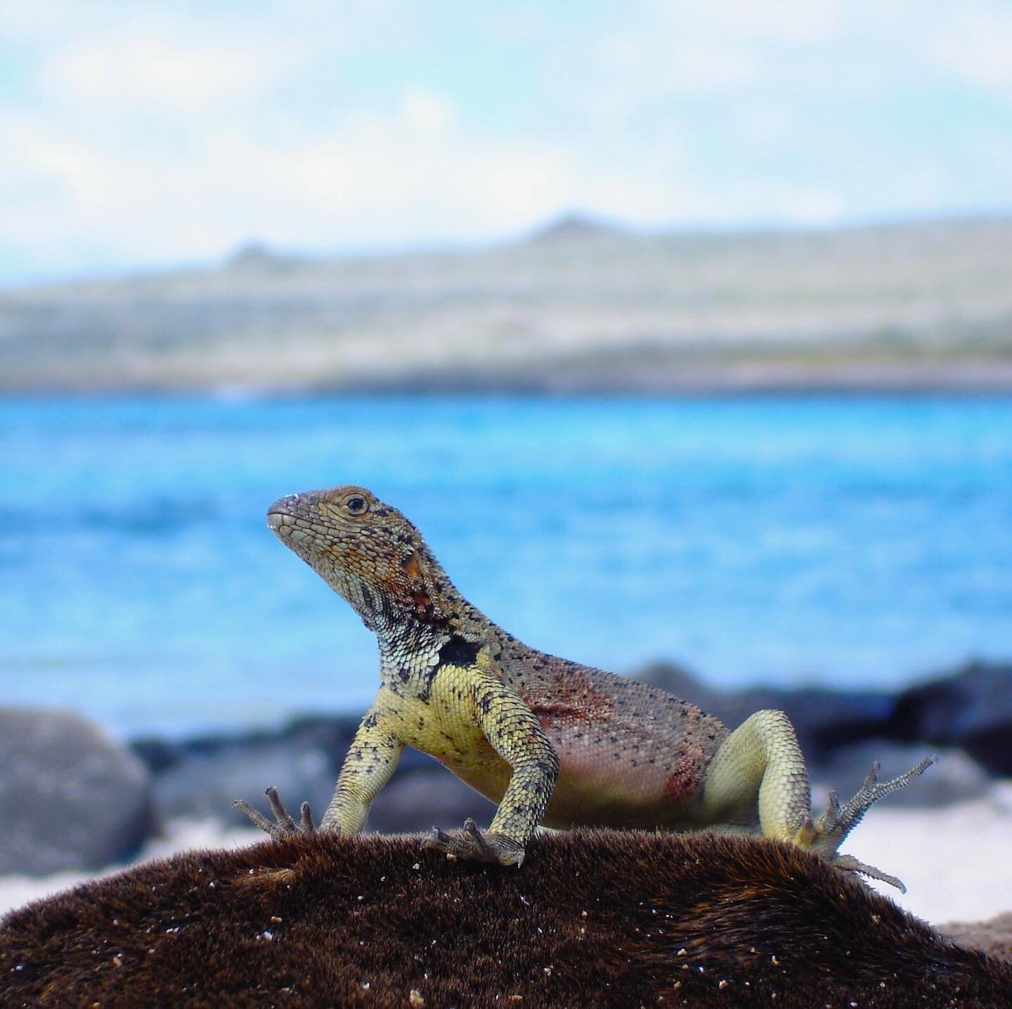 This brightly colored Lava Lizard is known to use color blend into its surroundings. It&rsquo;s just one of the unique creatures guests will observe while visiting the islands. 
#galapagos #wildlife #wildlifephotography #integritygalapagos #luxurycru