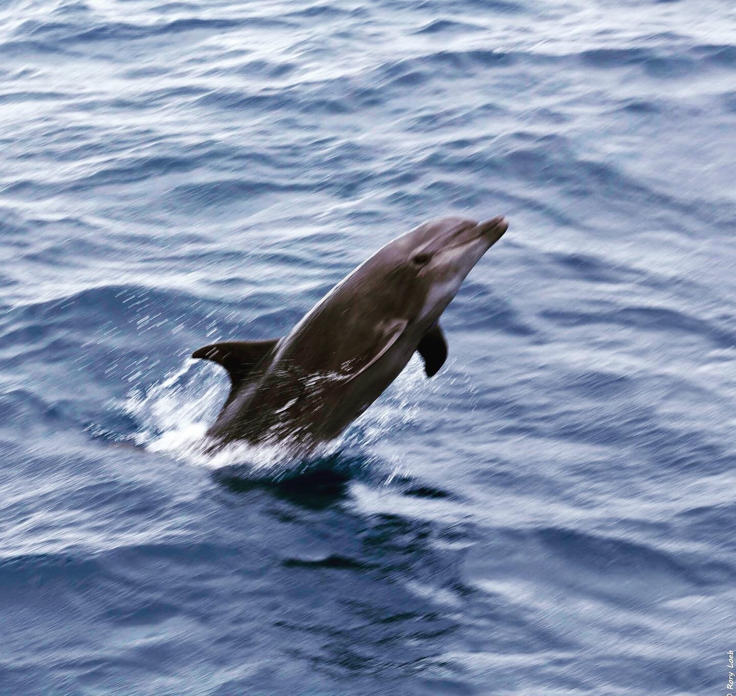 Dolphins are frequently seen on Galapagos journeys, sometimes solo, often times in large pods.  They&rsquo;re playful and enjoy delighting guests on deck. 
#galapagos #wildlife #marinelife #integritygalapagos #luxurycruise 

Photo courtesy of INTEGRI