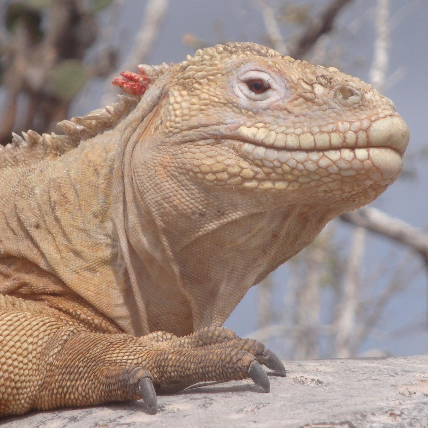 The Santa Fe Land Iguana is just one of two distinct subspecies of Gal&aacute;pagos land iguanas, known for its unique pale color. They can be seen on INTEGRITY&rsquo;s eastern route when guests visit the island of Santa Fe. 
#galapagos #wildlife #wi