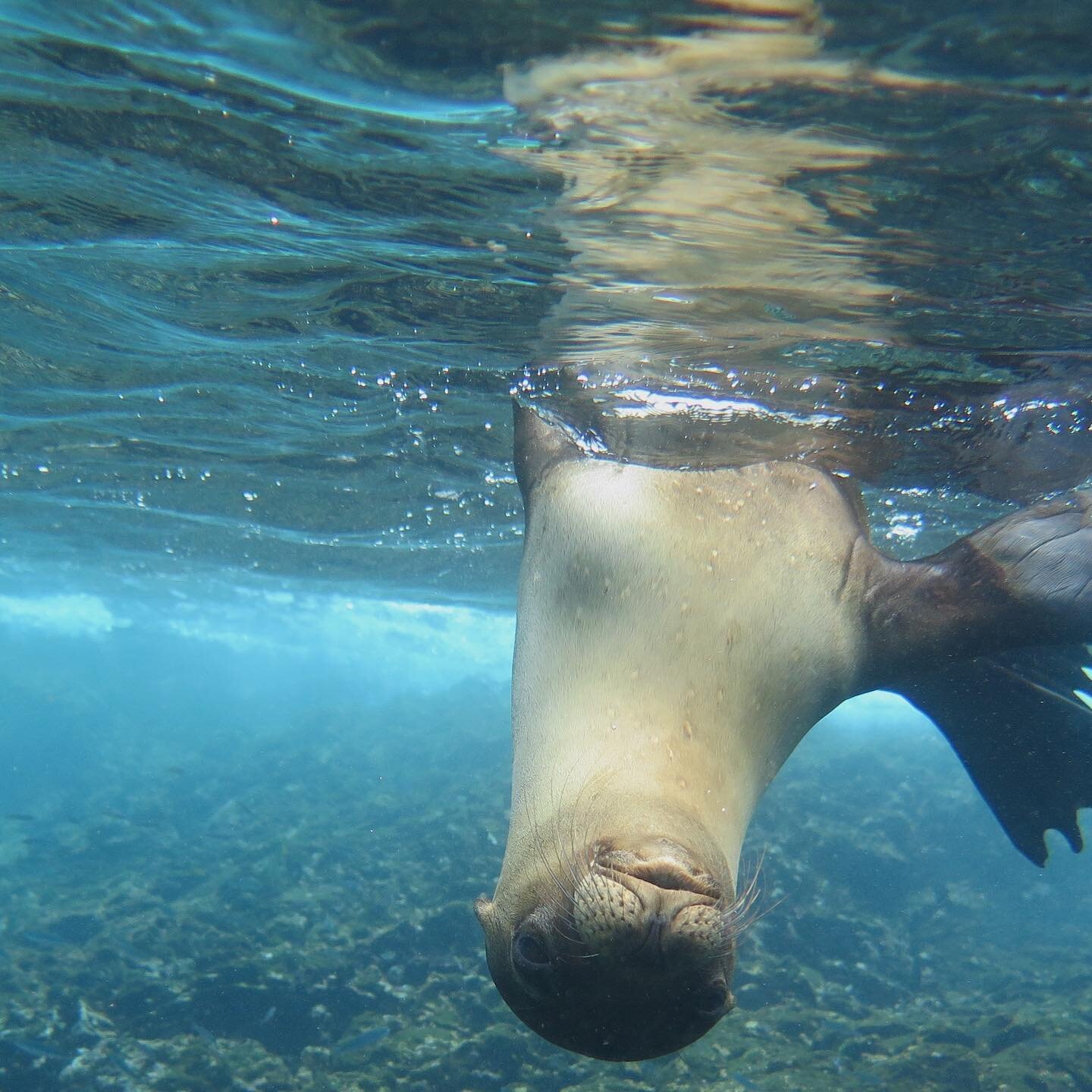 Oh hi, there you are!  Have you heard Galapagos is open for tourists again? Please come visit. We&rsquo;ll have so much fun playing in the water together! 
#galapagosislands #wildlife #sealions #wildlifephotography #integritygalapagos #luxurycruise