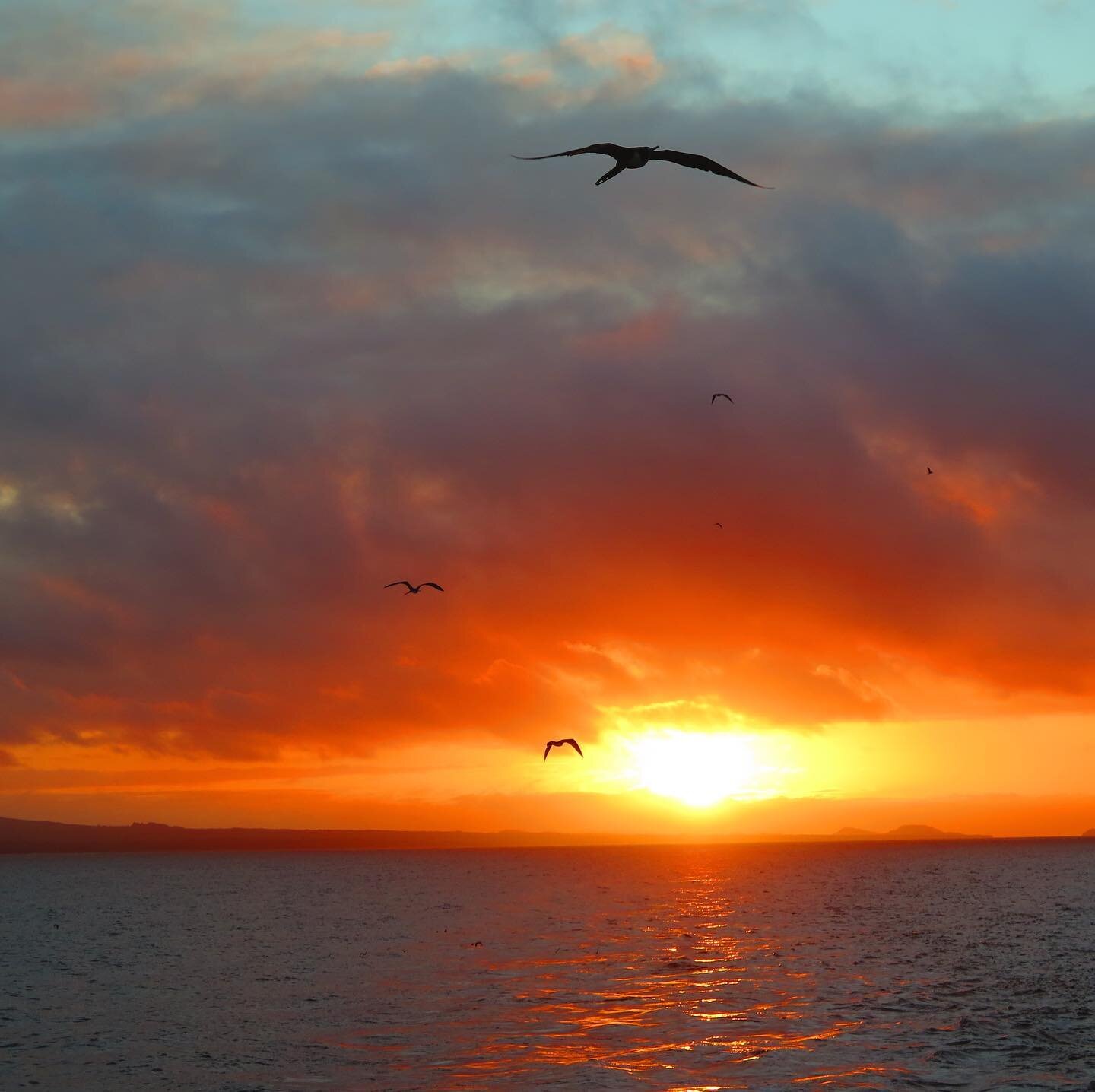 Come see sunsets like never before. Gal&aacute;pagos awaits. Experience it all in luxurious comfort aboard INTEGRITY. 
#galapagosislands #luxurycruise #integritygalapagos