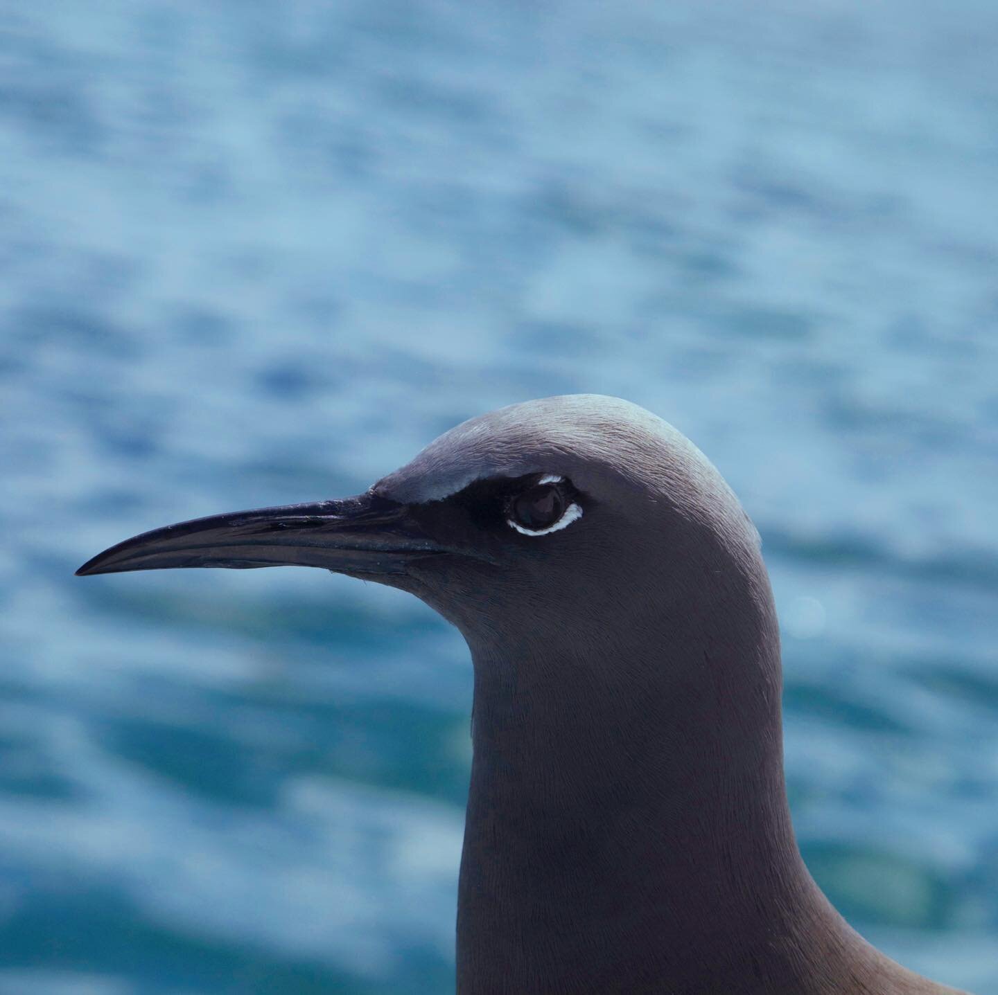 The Lava Gull is known for its distinctive white upper and lower eyelids against a uniformly dark grey body.  It is one of the rarest gulls on earth, yet frequently seen throughout the islands. 
#galapagos #wildlife #birdlife #wildlifephotography #bi
