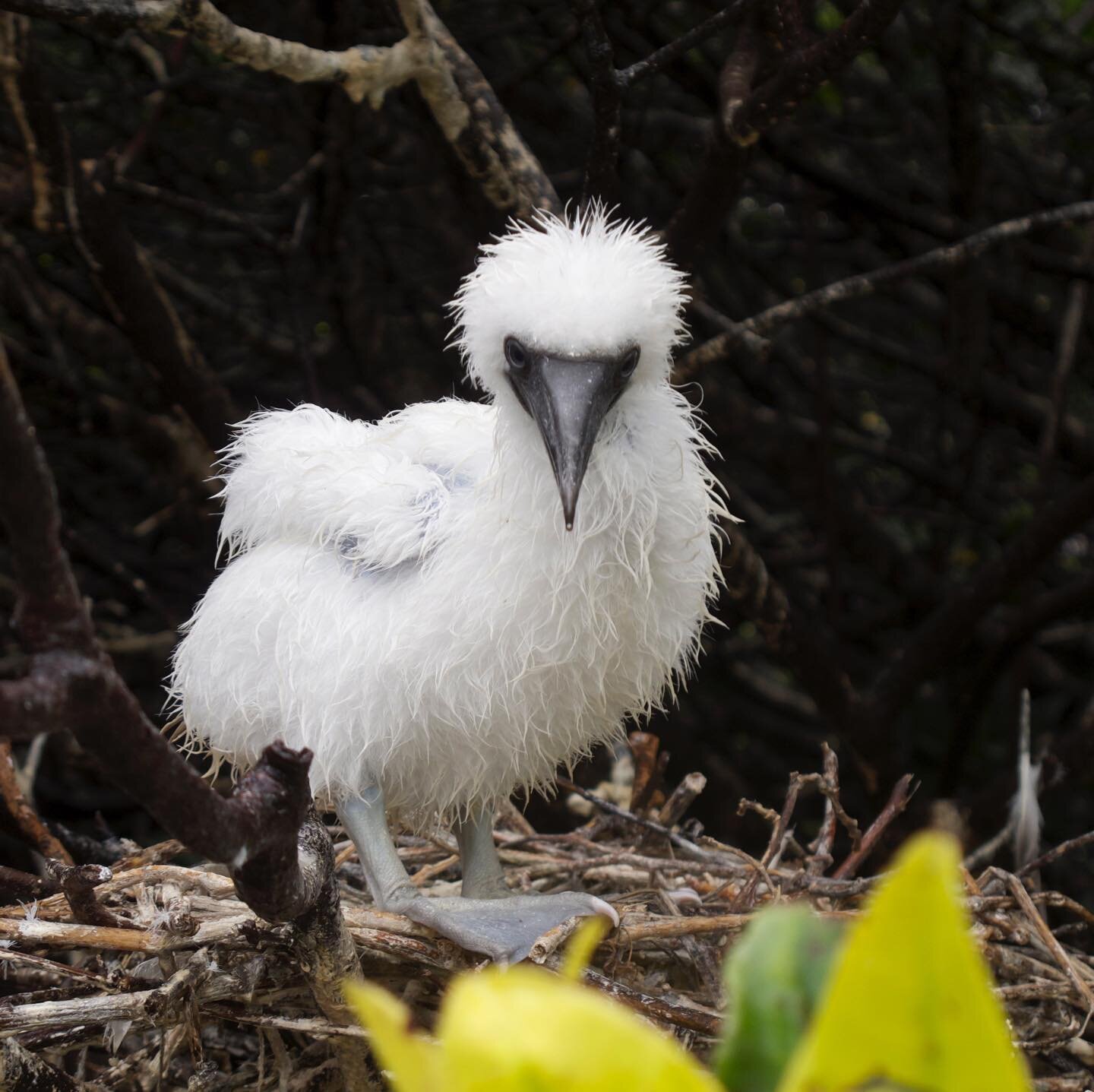 Celebrating #worldwildlifeday with this adorable Booby chick, captured by INTEGRITY naturalist Patricia Stucki. 
#integritygalapagos #wildlifephotography #birdsofinstagram