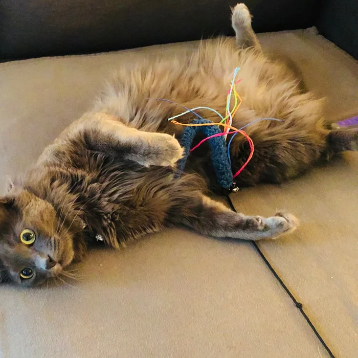 Bear our cat doing the Stop, Drop, and Roll