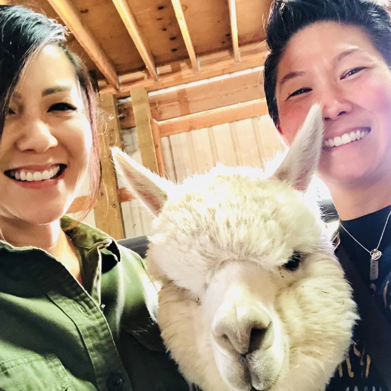 alpacas 1 thumb.jpg