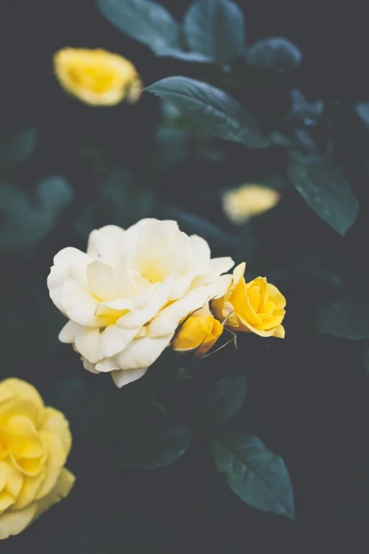 Photo by Masaaki Komori