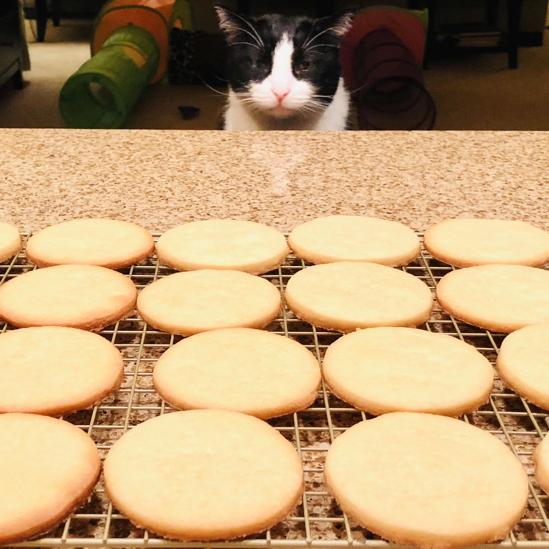 Decisions, decisions. Photo by @busy_oven , a good friend and also, a great 🍰 baking 😋Instagram account!