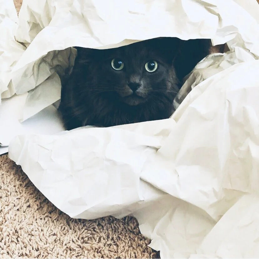 Bear our cat, overwhelmed by white papers!