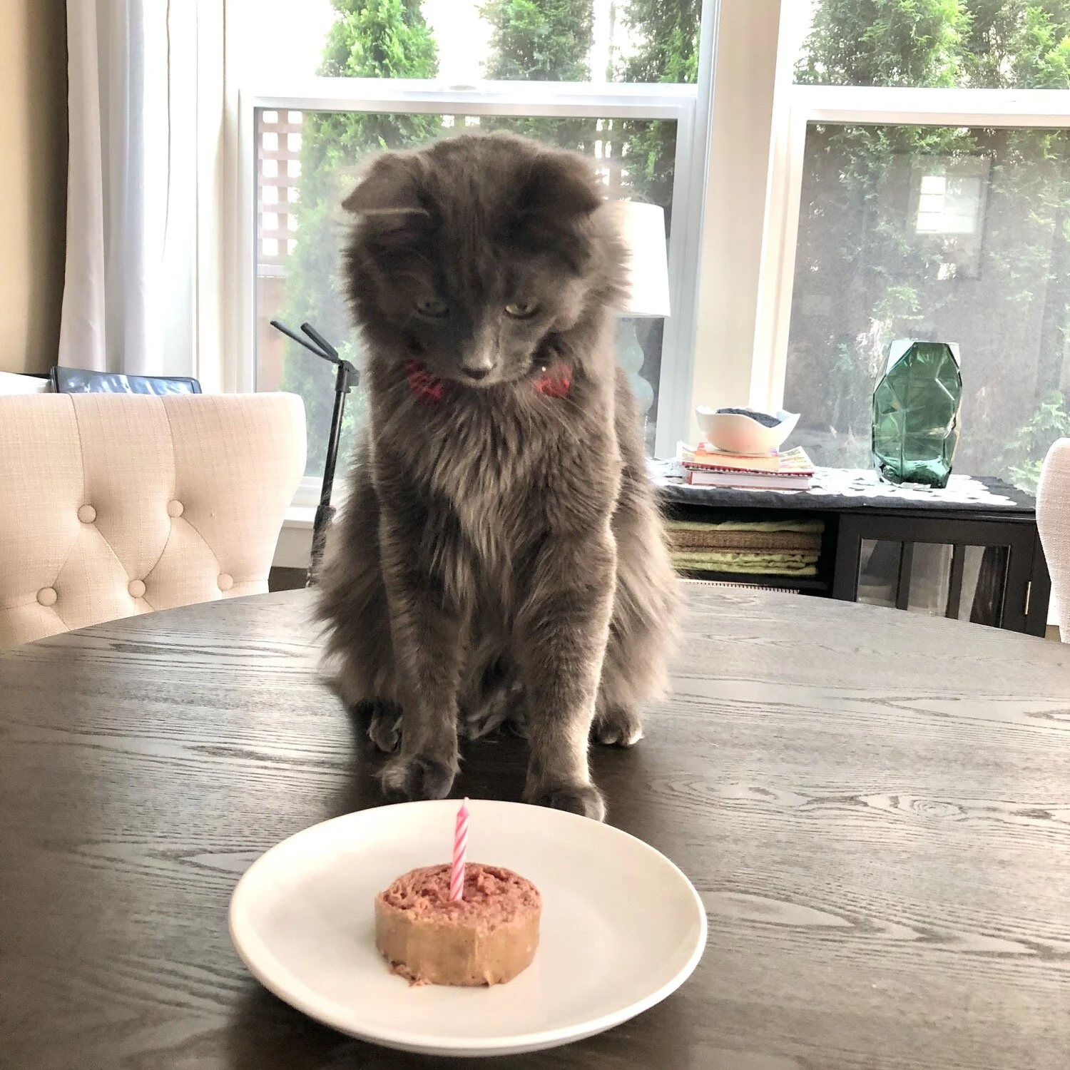 ep92 Bear Birthdays 1.jpg