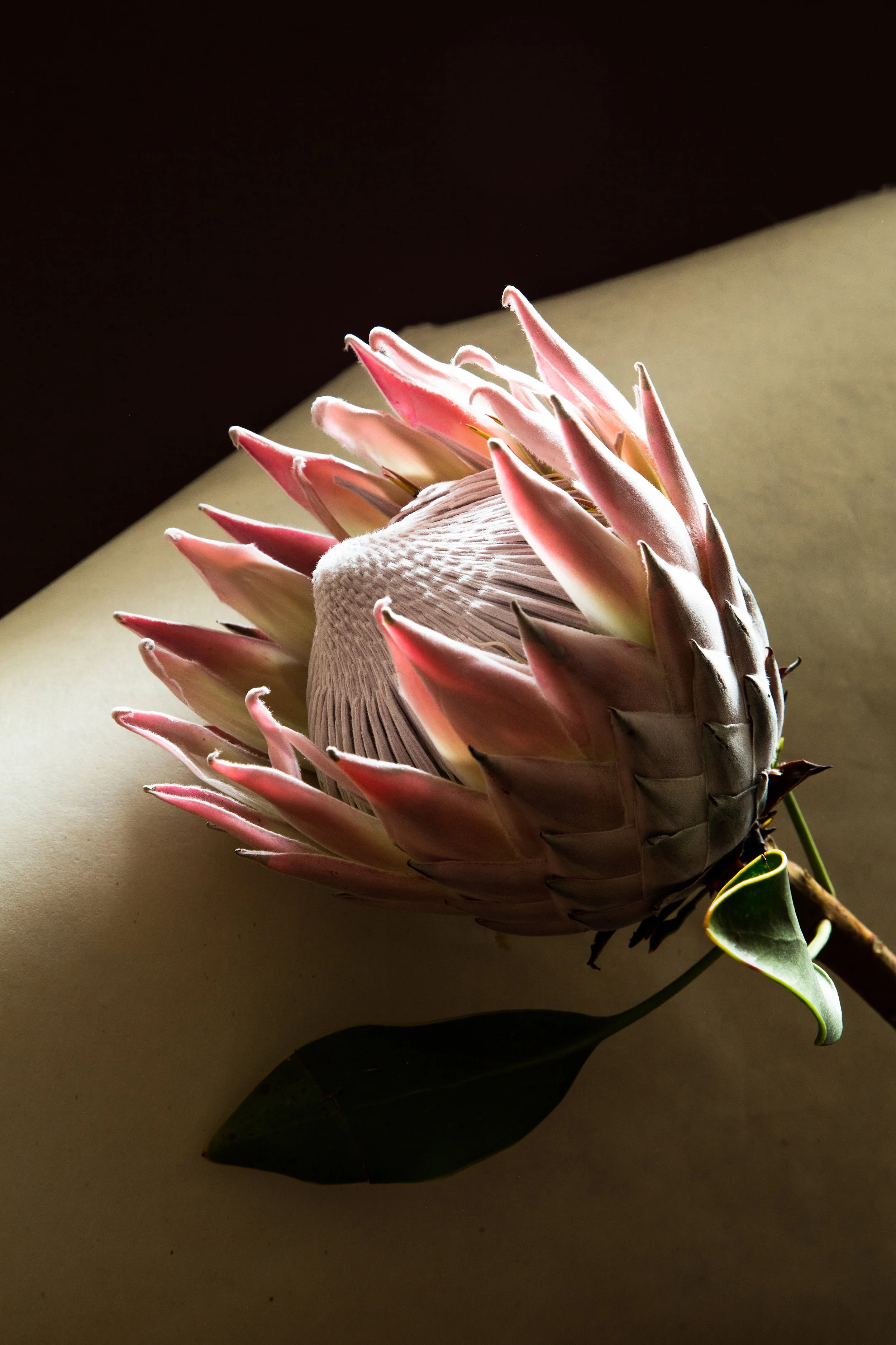_E4A2992-Edit.jpg
