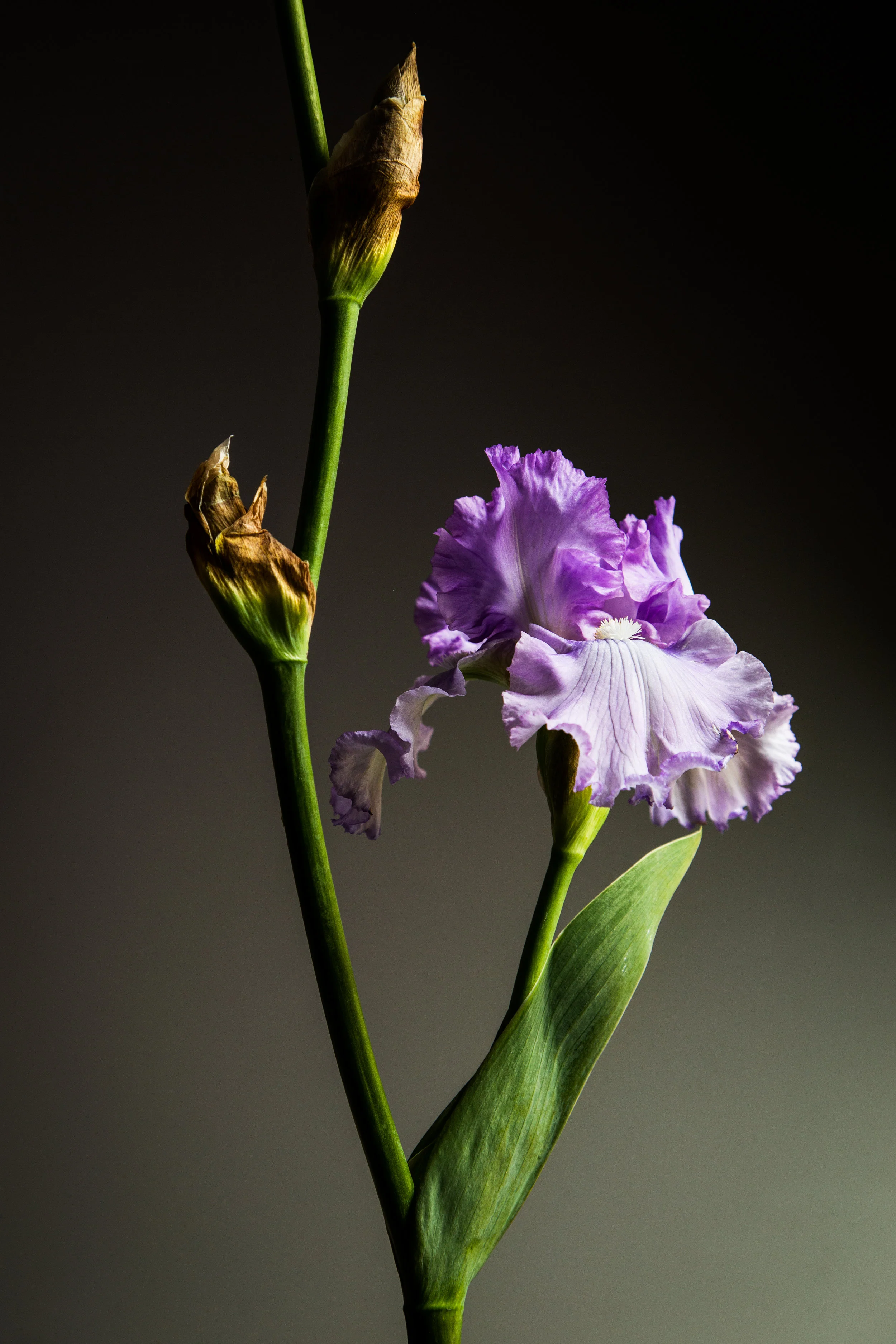 _E4A8530-Edit.jpg