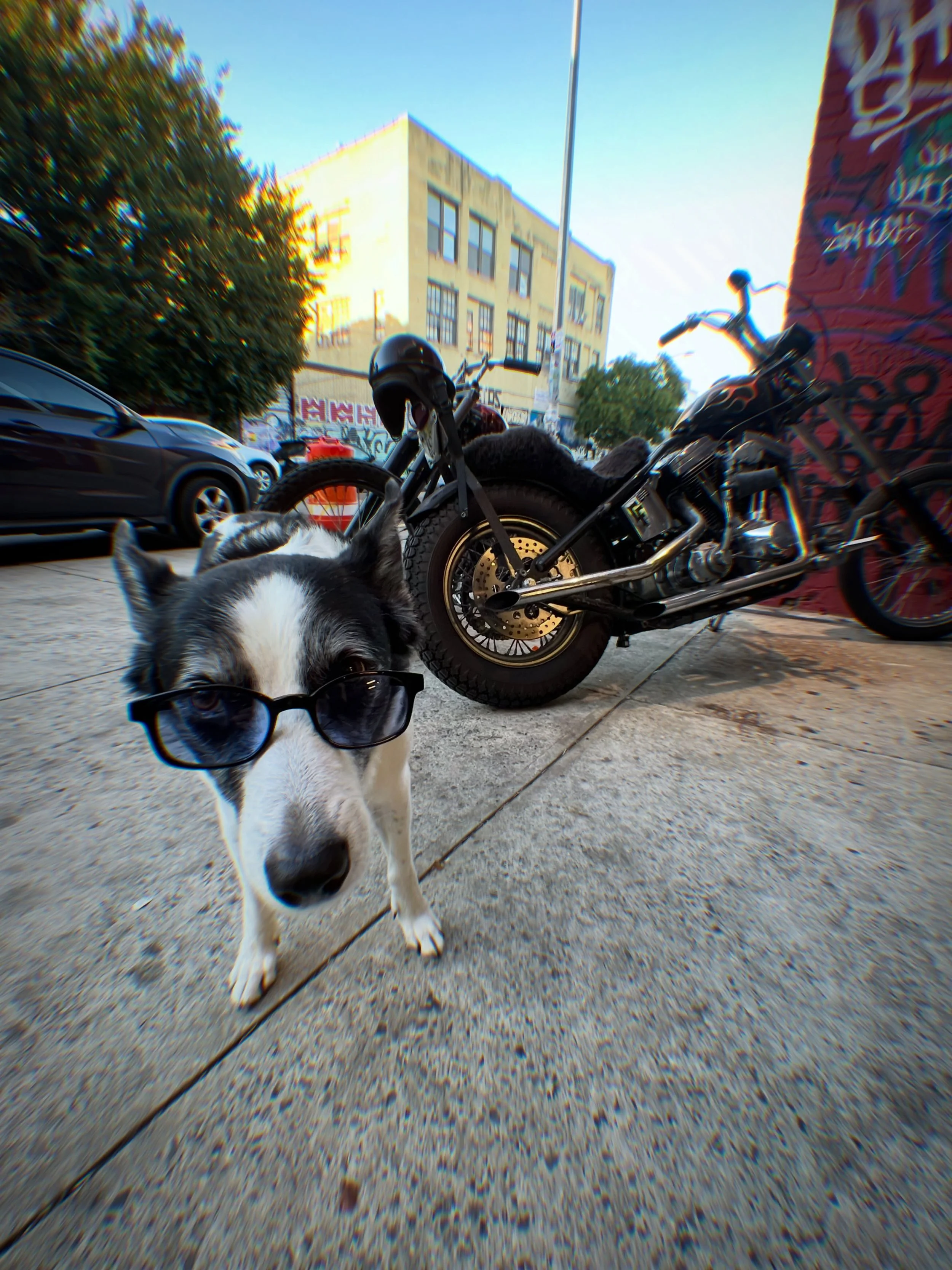 Dogs &lsquo;n&rsquo; hogs, baby