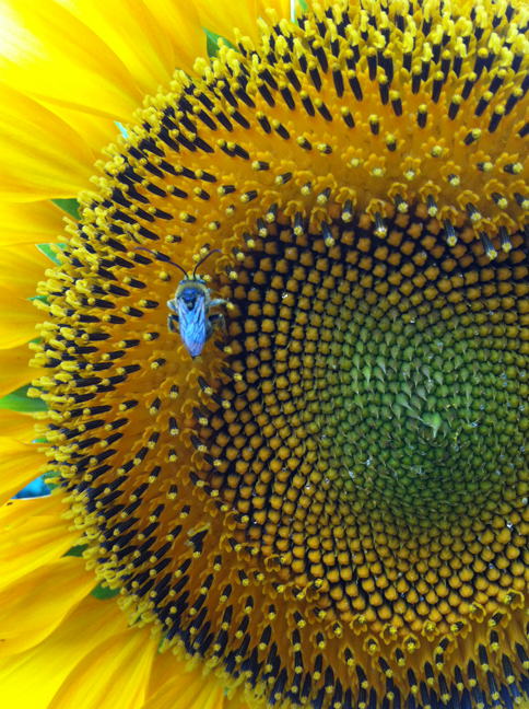 sunflower.jpg